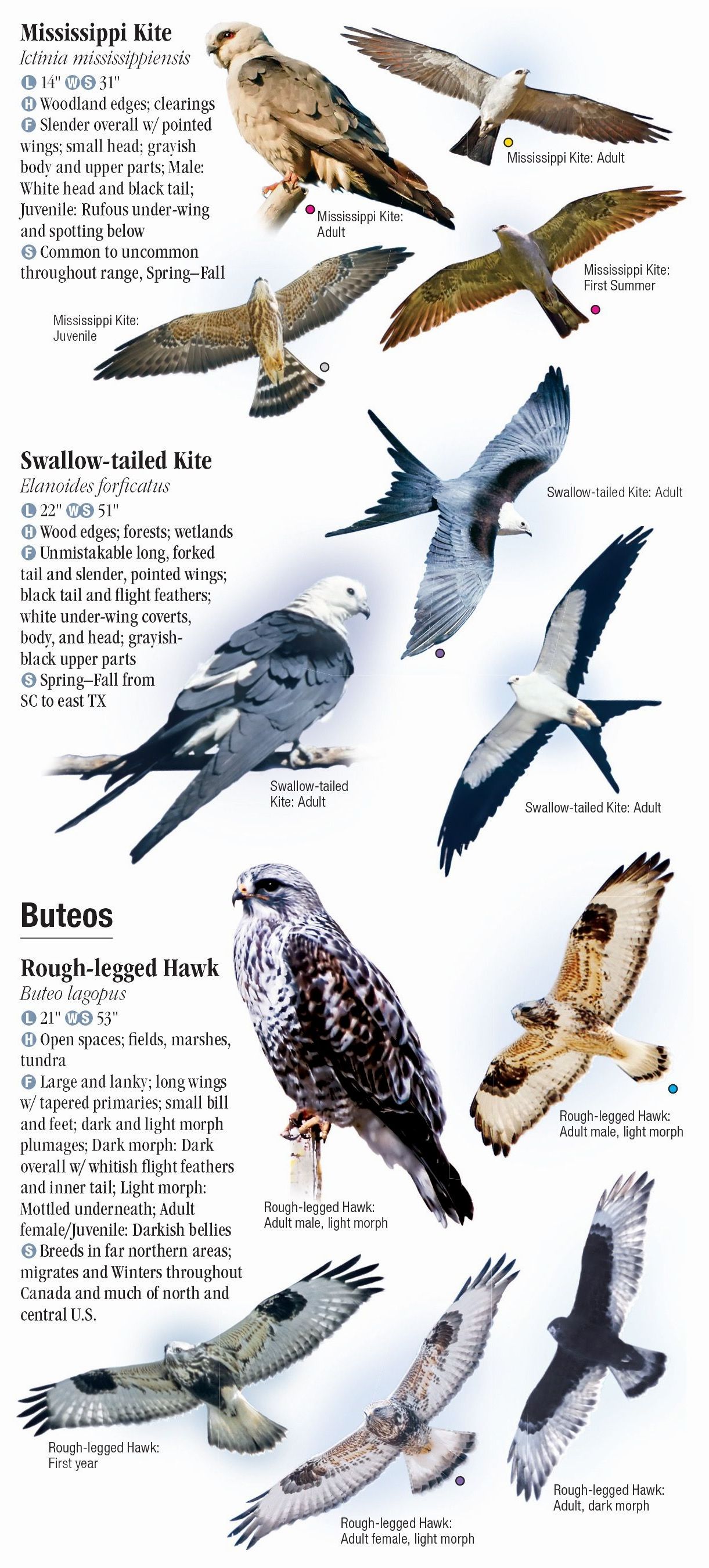 Raptors of Eastern North America – Quick Reference Publishing Retail