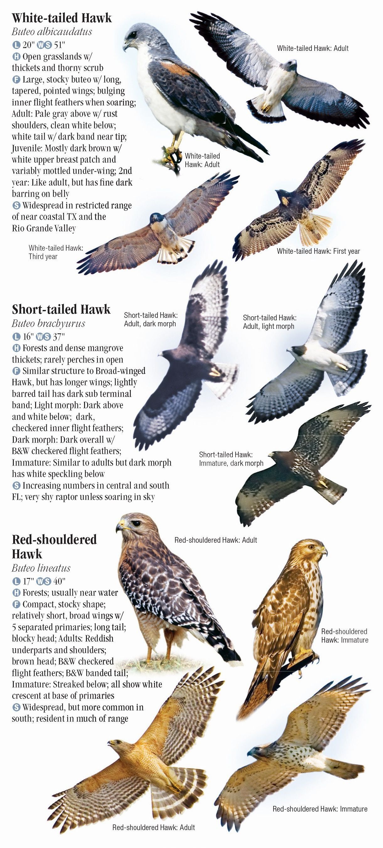 Raptors of Eastern North America – Quick Reference Publishing Retail