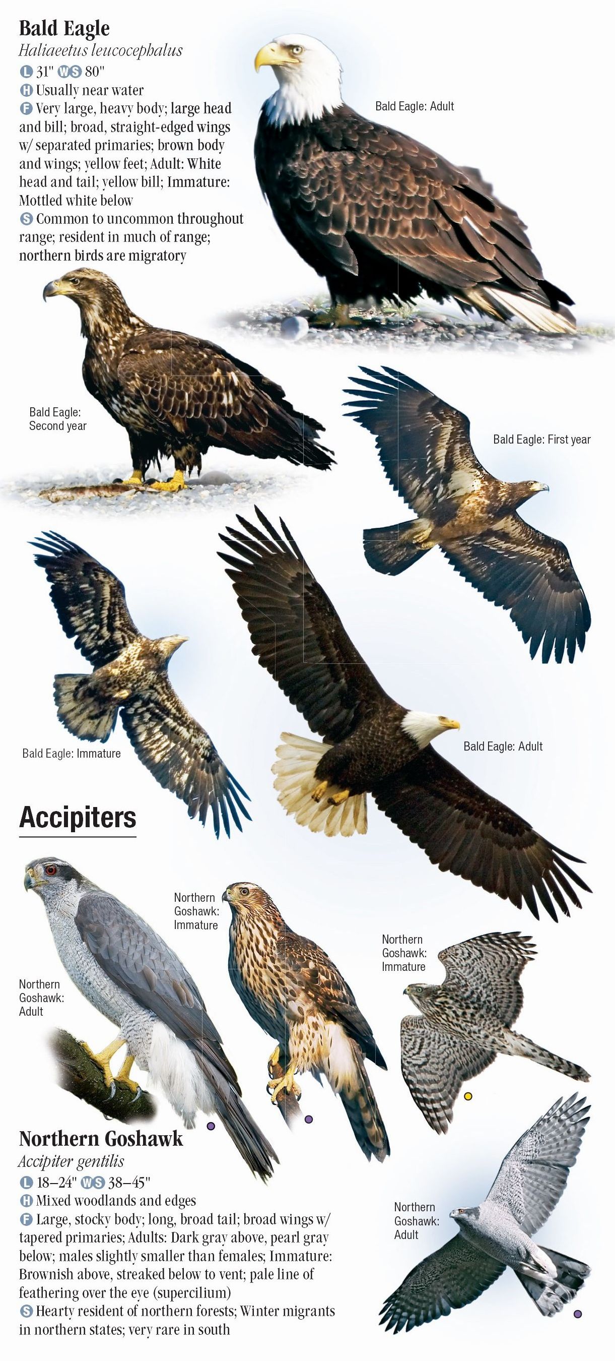 Raptors of Eastern North America – Quick Reference Publishing Retail