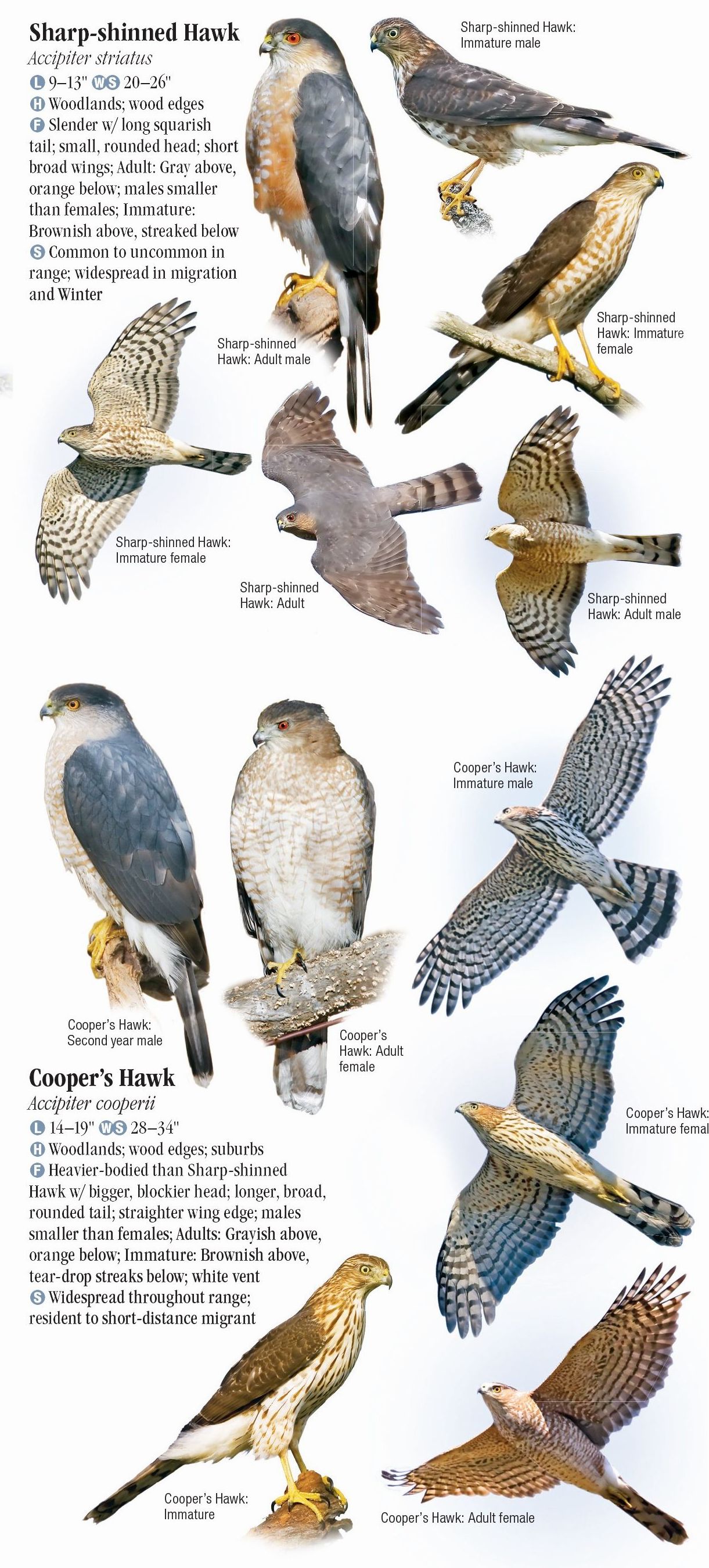 Raptors of Eastern North America – Quick Reference Publishing Retail