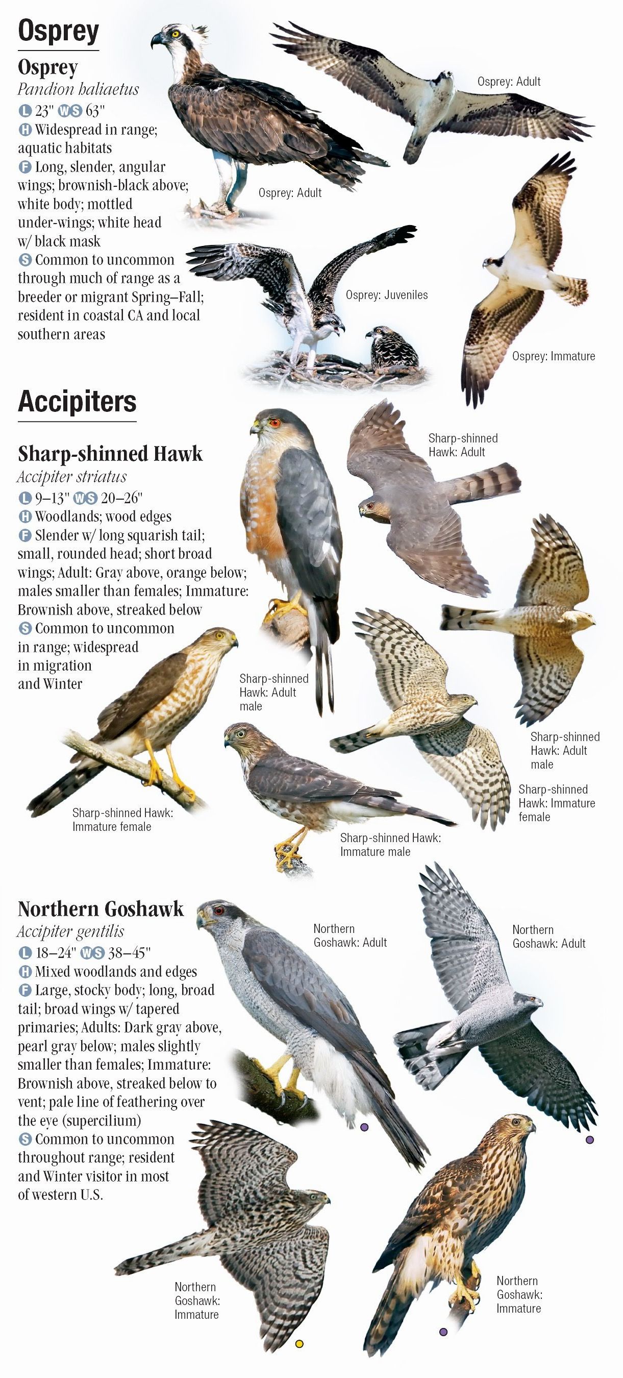 Raptors of Western North America – Quick Reference Publishing Retail