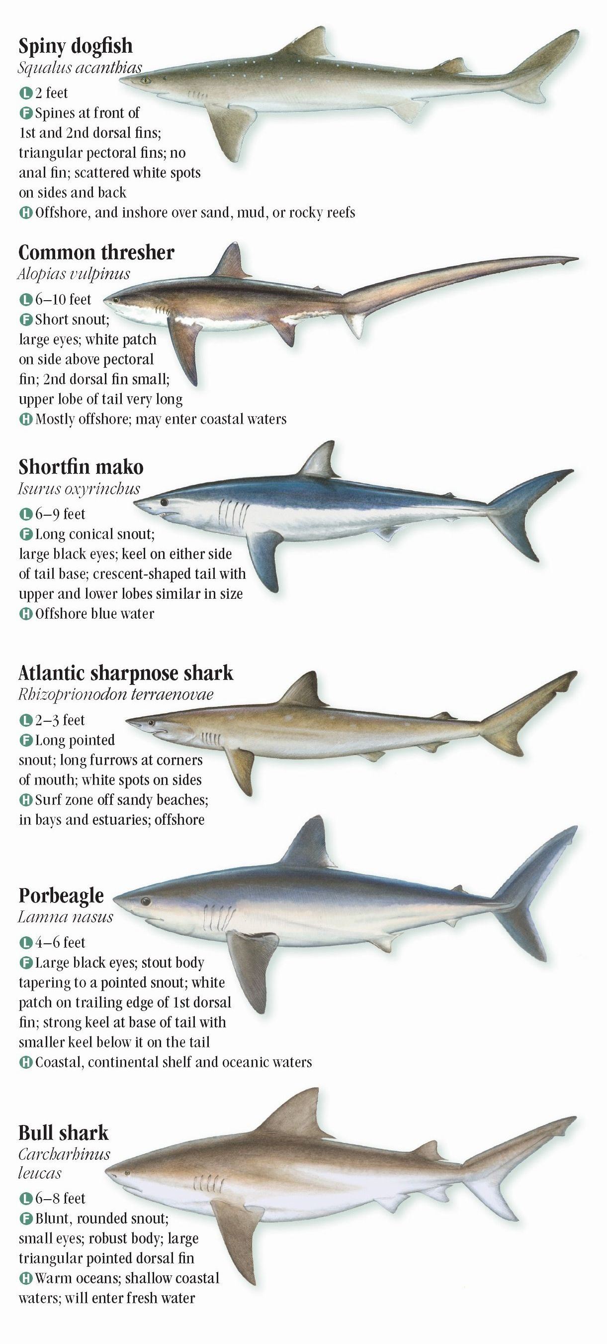 Saltwater Fishes Of The North And Mid Atlantic States