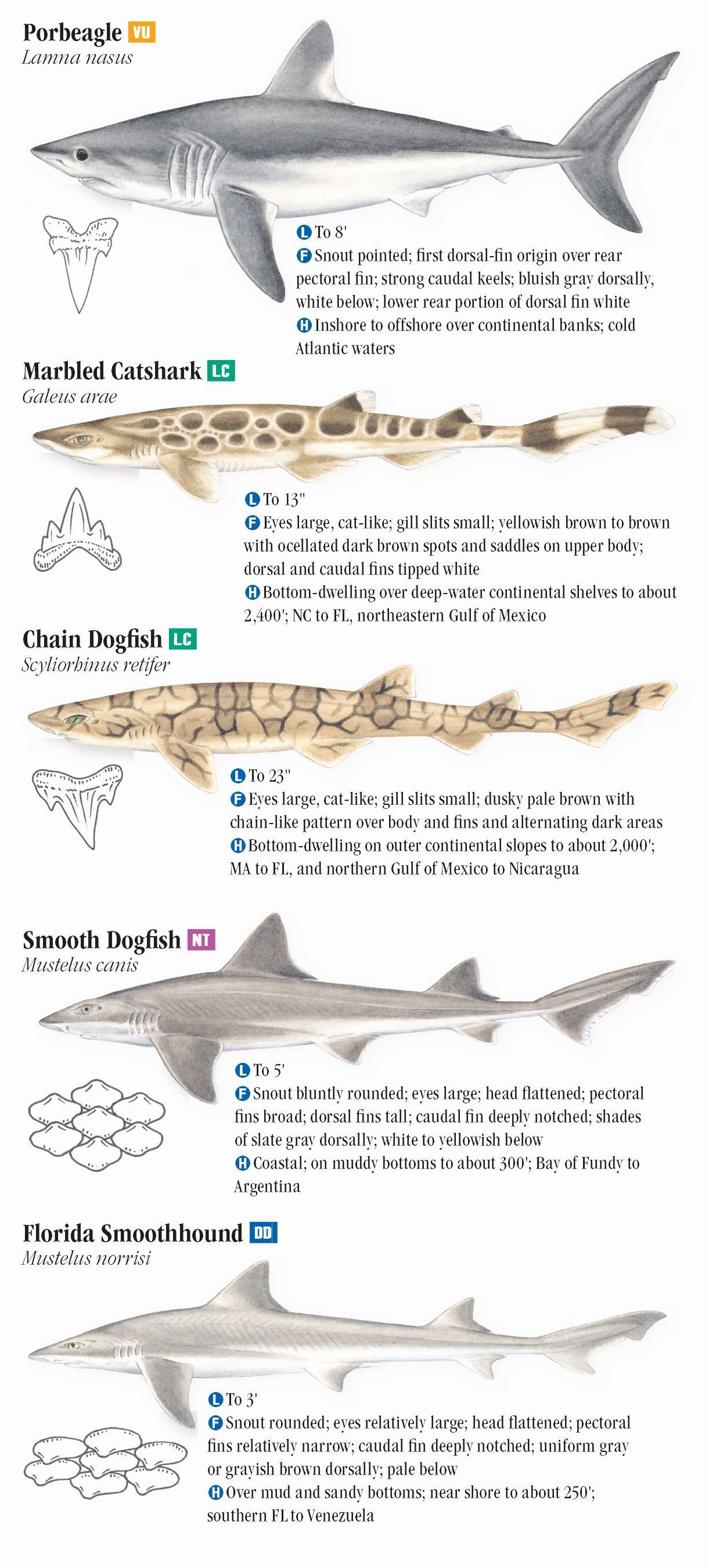 Sharks of the Atlantic and Gulf Coasts Quick Reference Publishing Retail