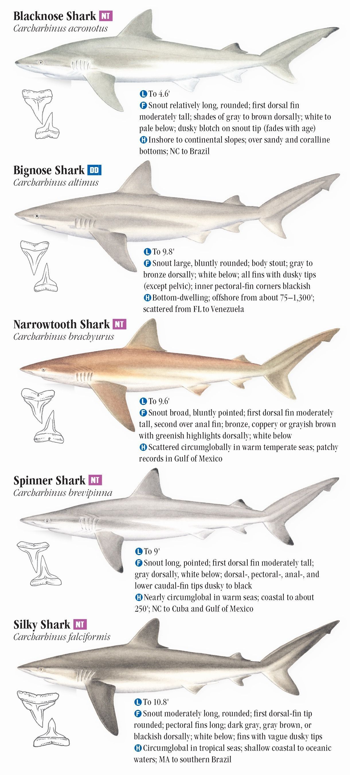 Sharks of the Atlantic and Gulf Coasts – Quick Reference Publishing