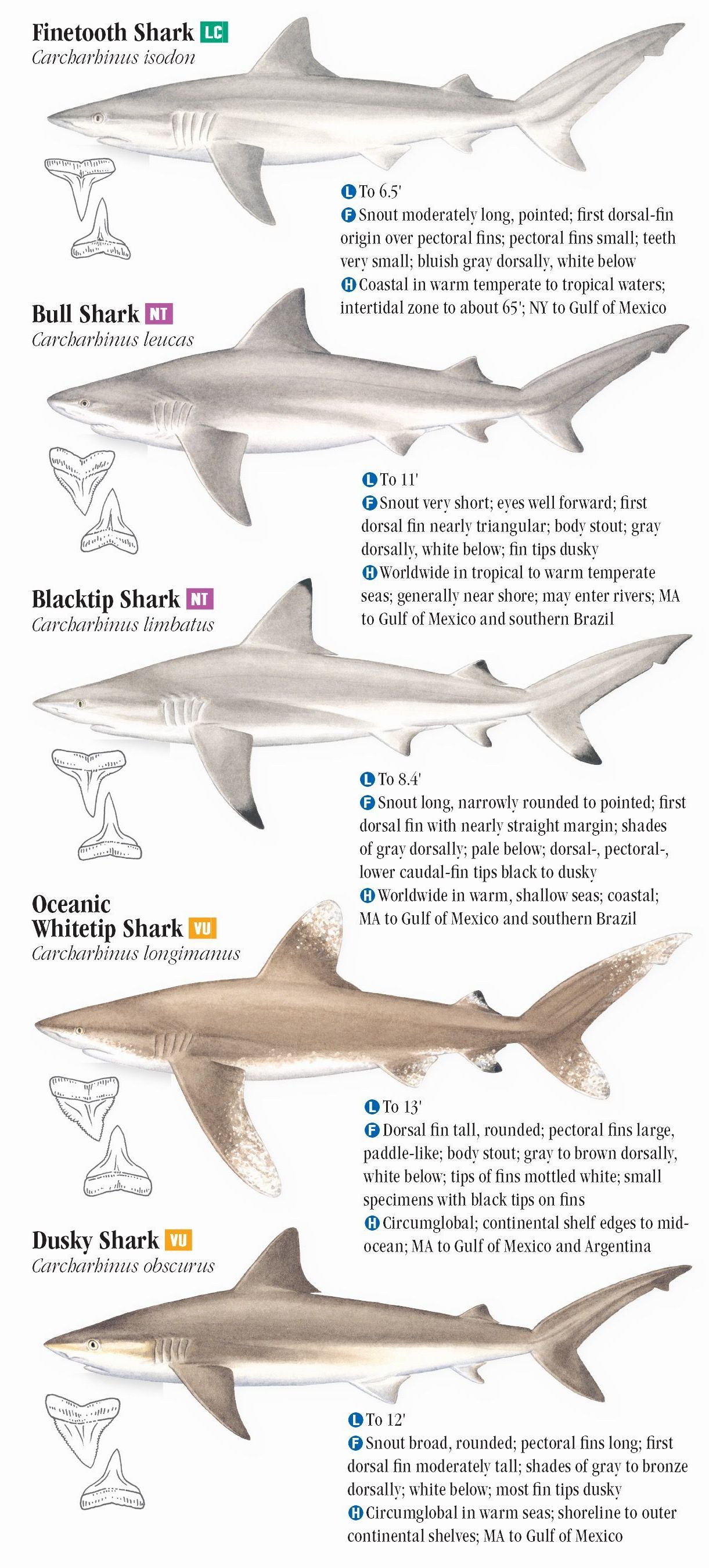 Sharks of the Atlantic and Gulf Coasts – Quick Reference Publishing Retail