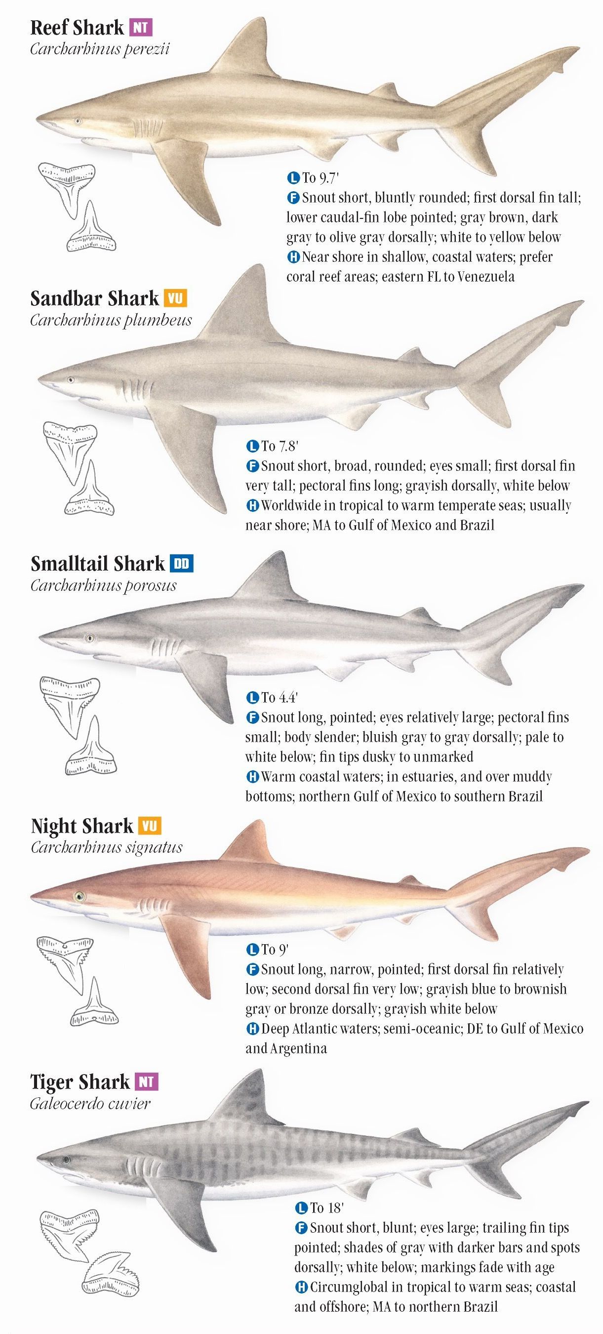 Sharks of the Atlantic and Gulf Coasts – Quick Reference Publishing Retail