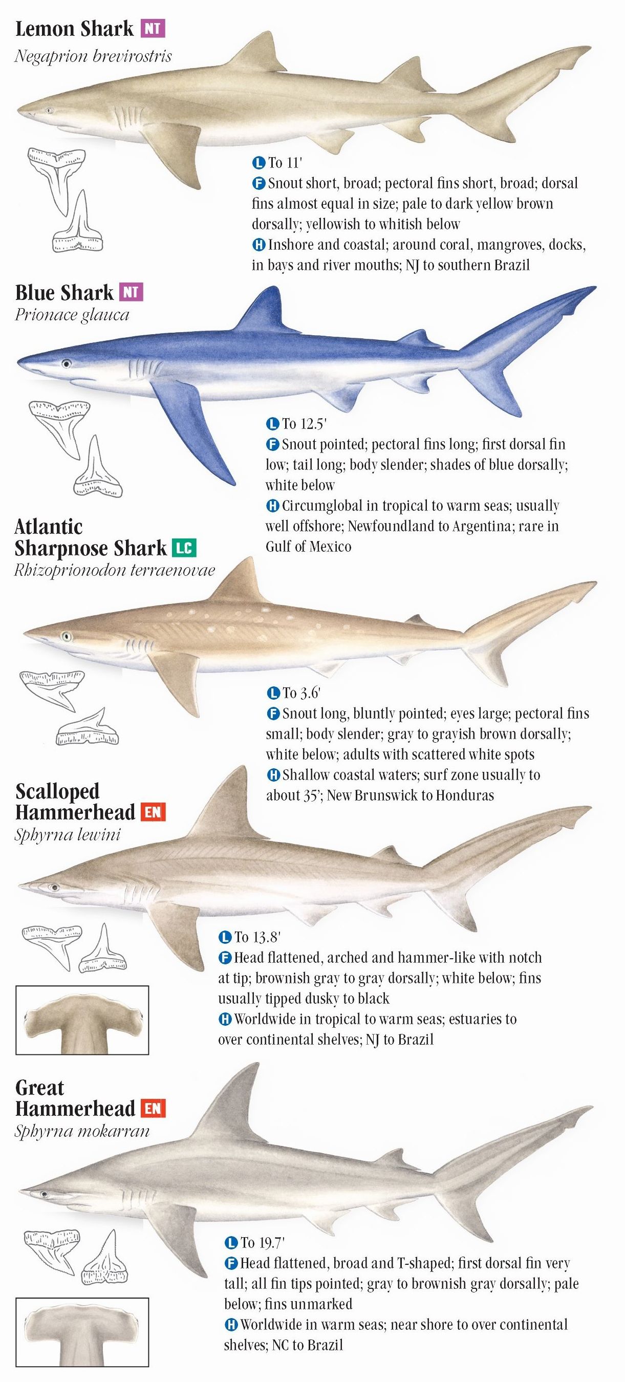 Sharks of the Atlantic and Gulf Coasts – Quick Reference Publishing Retail