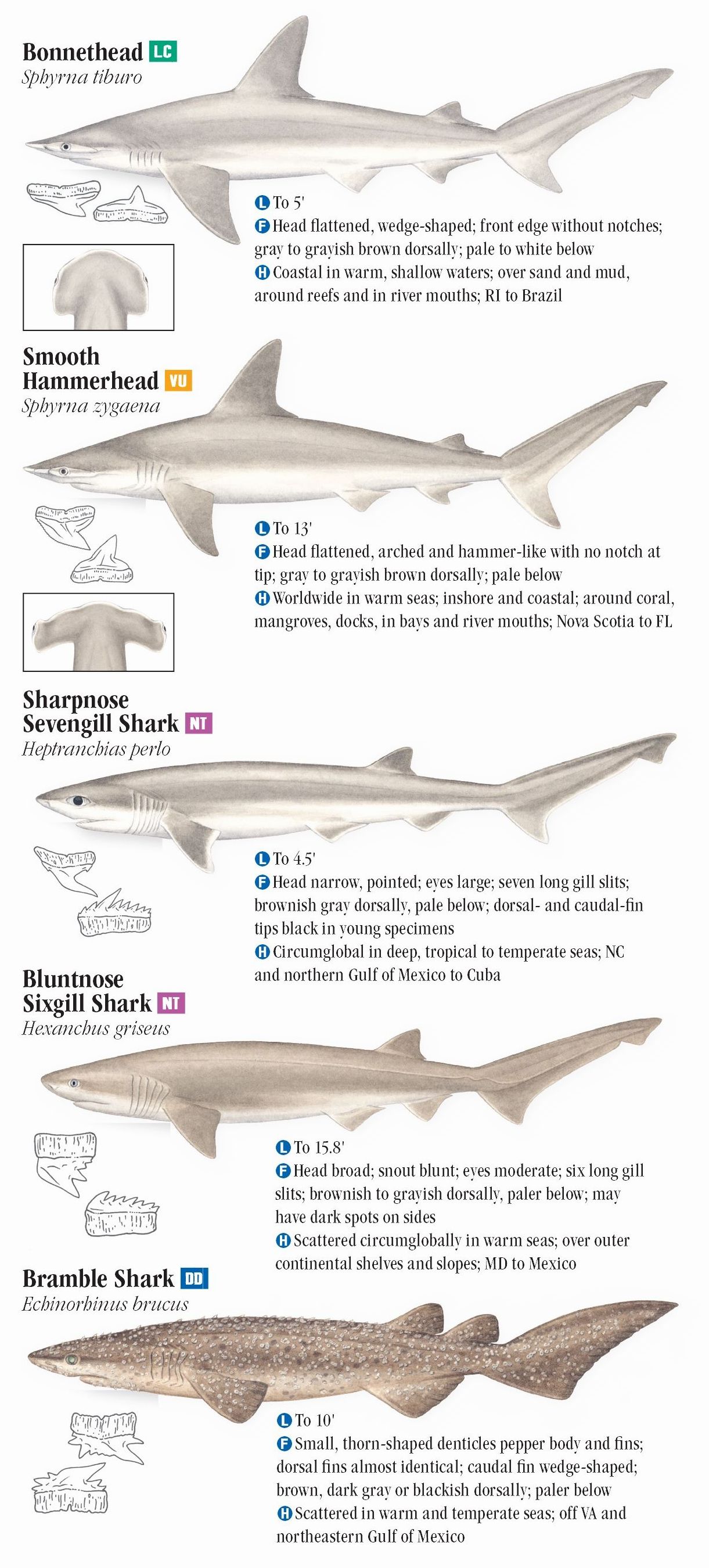 Sharks of the Atlantic and Gulf Coasts – Quick Reference Publishing Retail