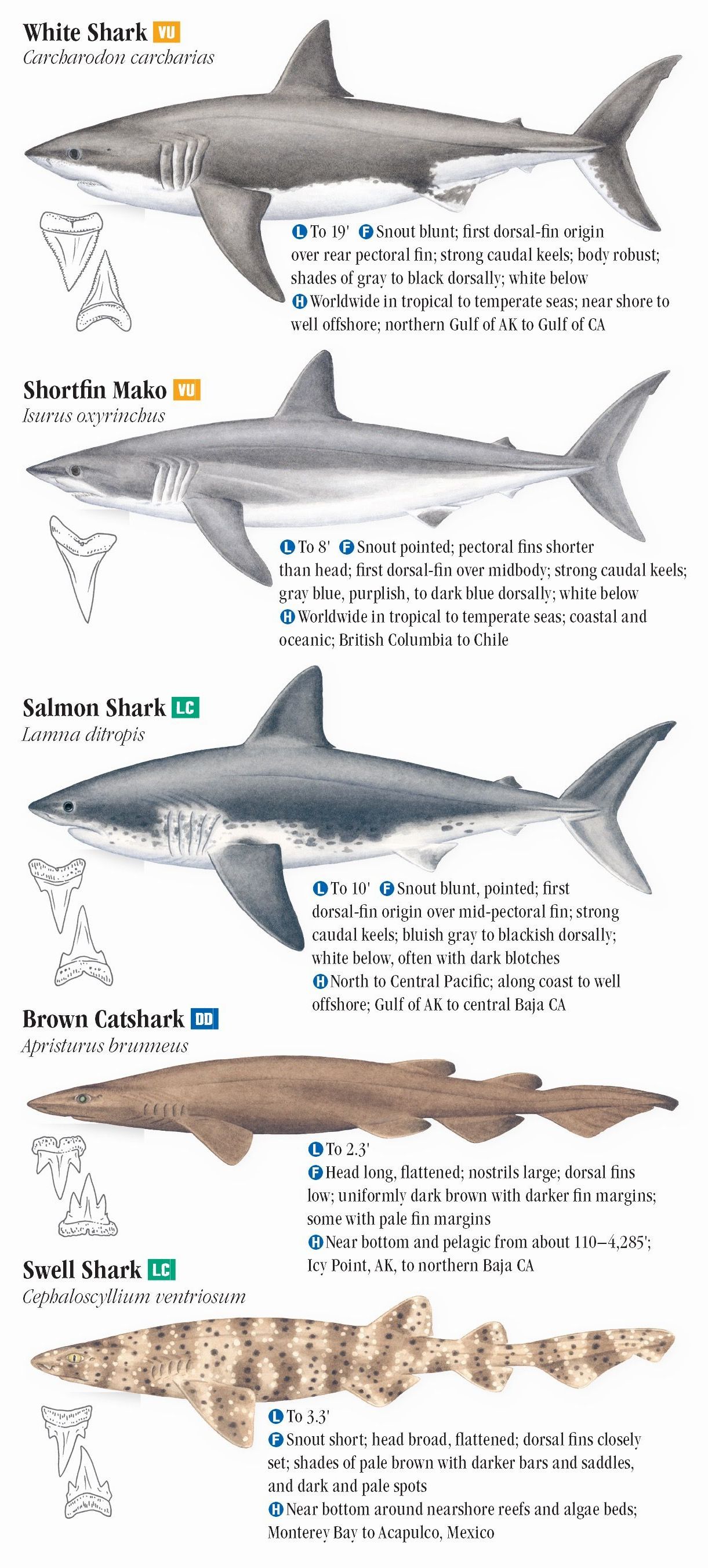 Sharks and Relatives of the Pacific Coast – Quick Reference Publishing ...