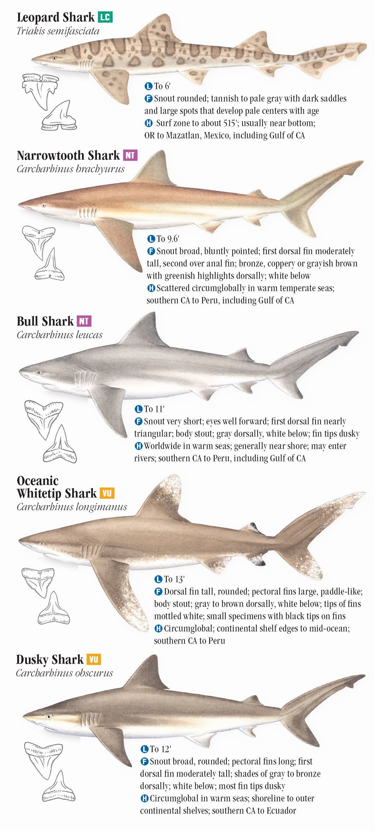 Sharks and Relatives of the Pacific Coast – Quick Reference Publishing ...