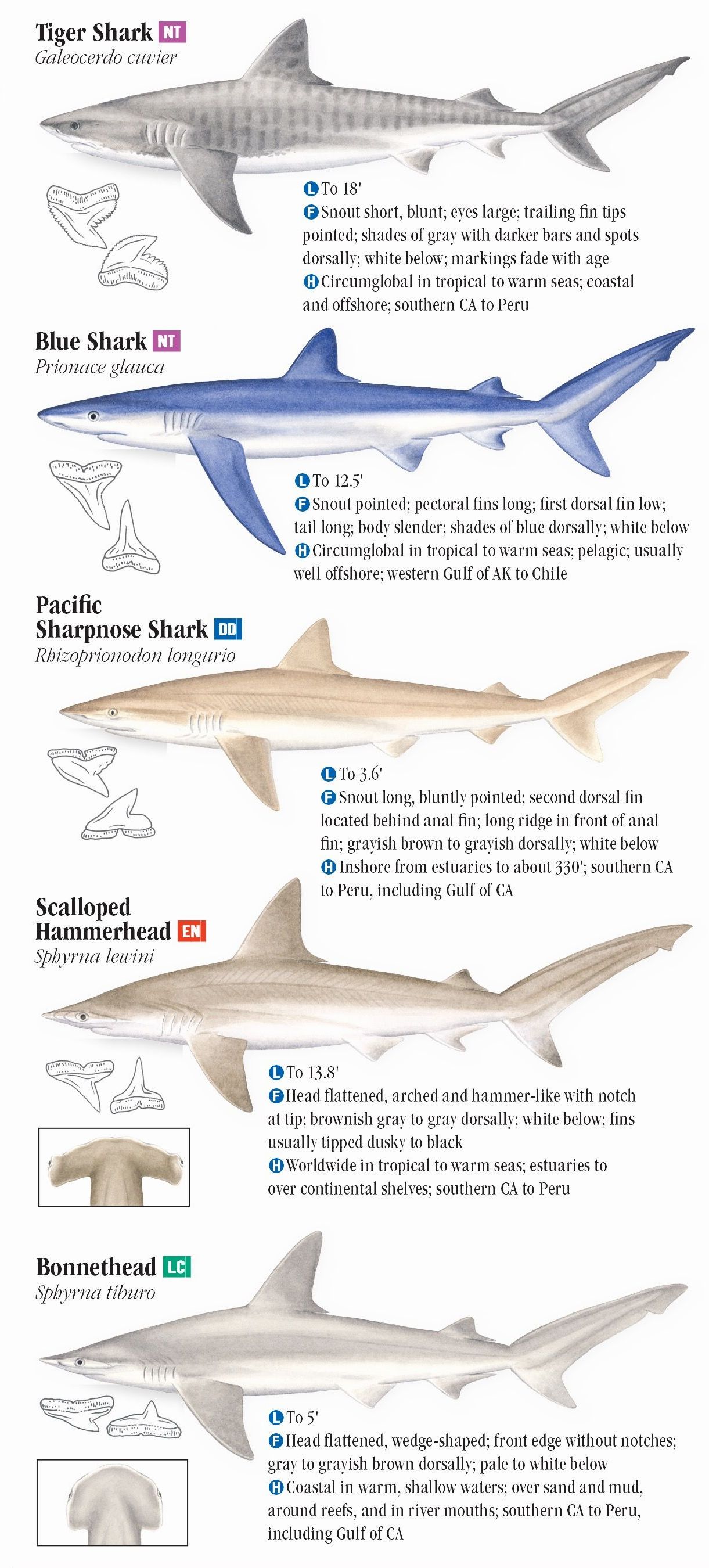 Sharks and Relatives of the Pacific Coast – Quick Reference Publishing ...