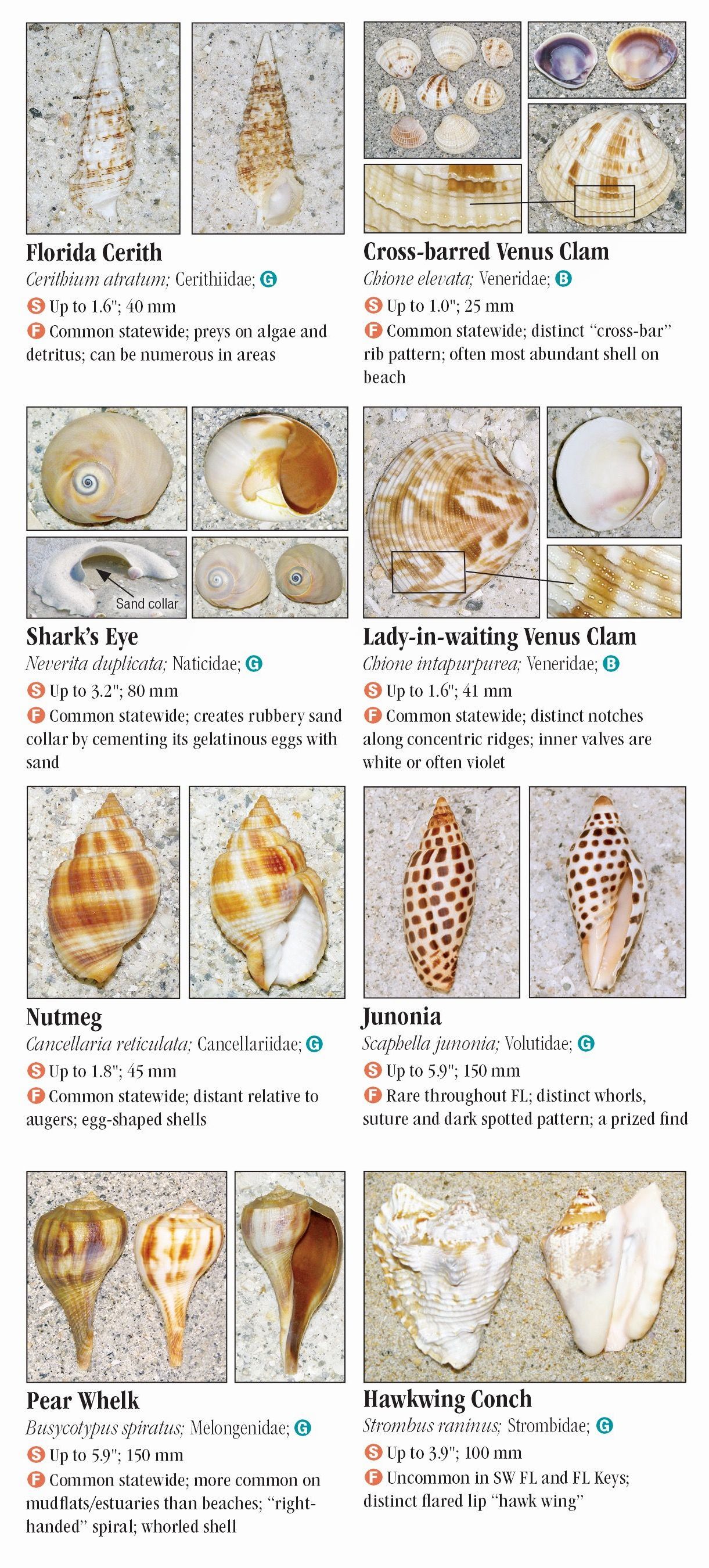 Shells of Florida: Atlantic Ocean and the Florida Keys – Quick ...