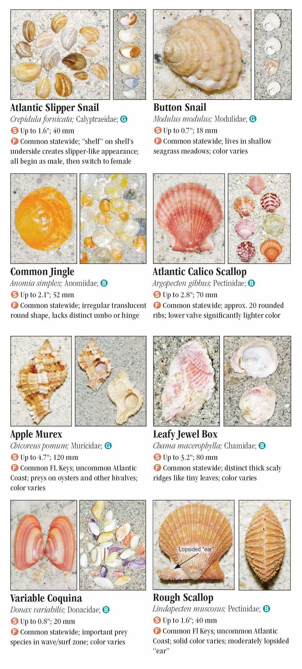 Shells of Florida: Atlantic Ocean and the Florida Keys – Quick ...