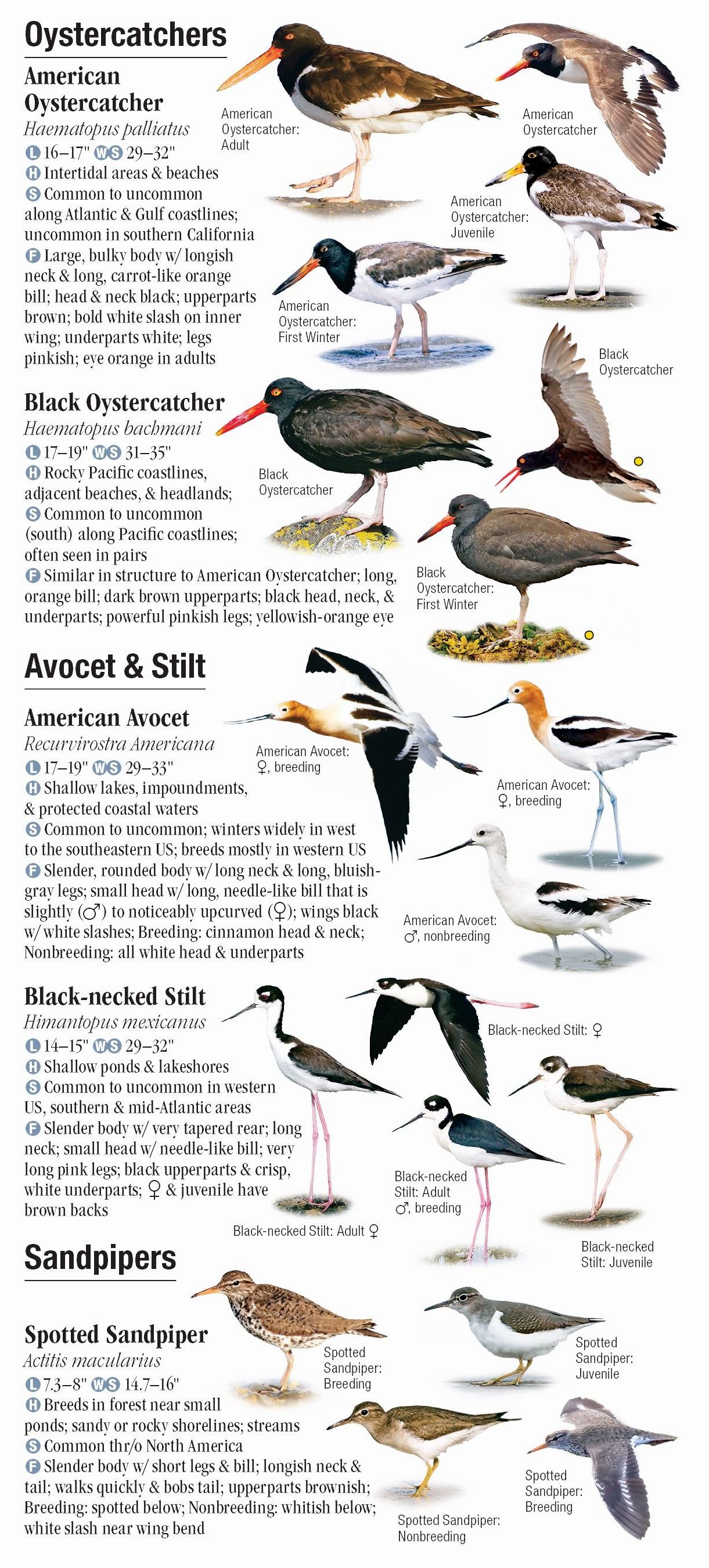 Shorebirds of North America – Quick Reference Publishing Retail