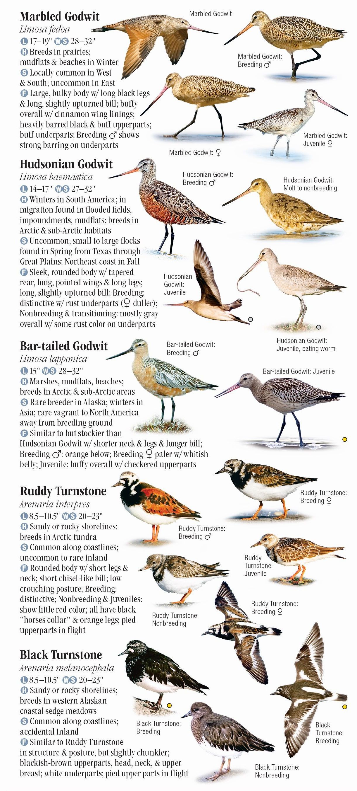 Shorebirds of North America – Quick Reference Publishing Retail