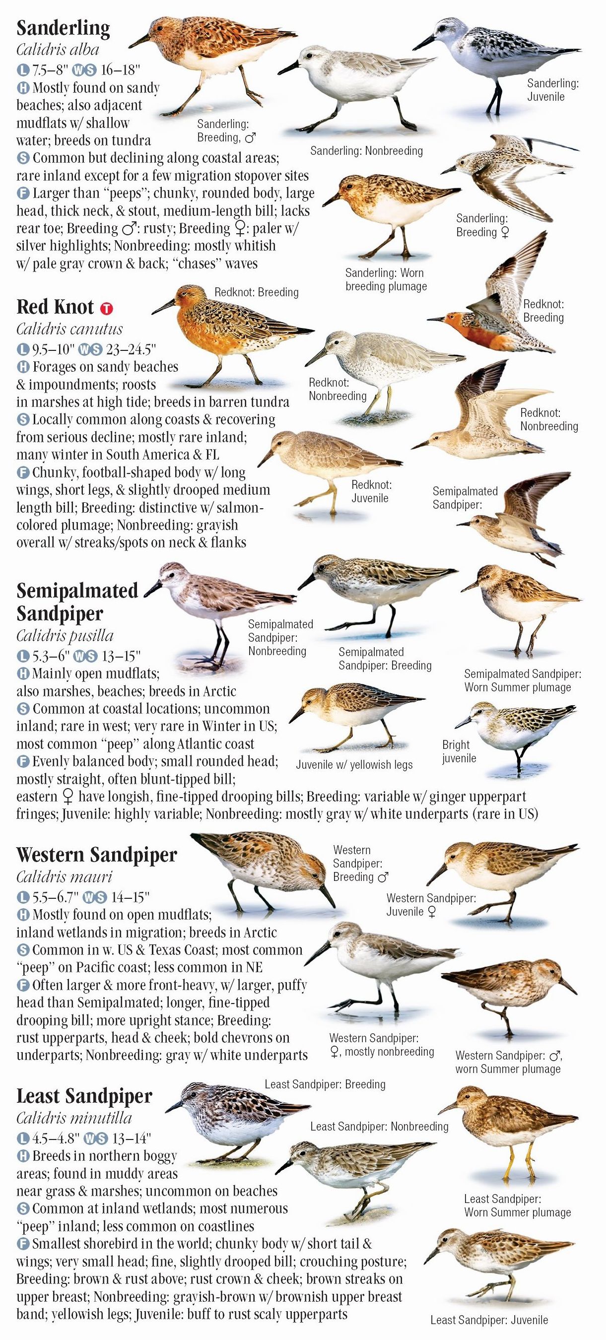 Shorebirds of North America – Quick Reference Publishing Retail