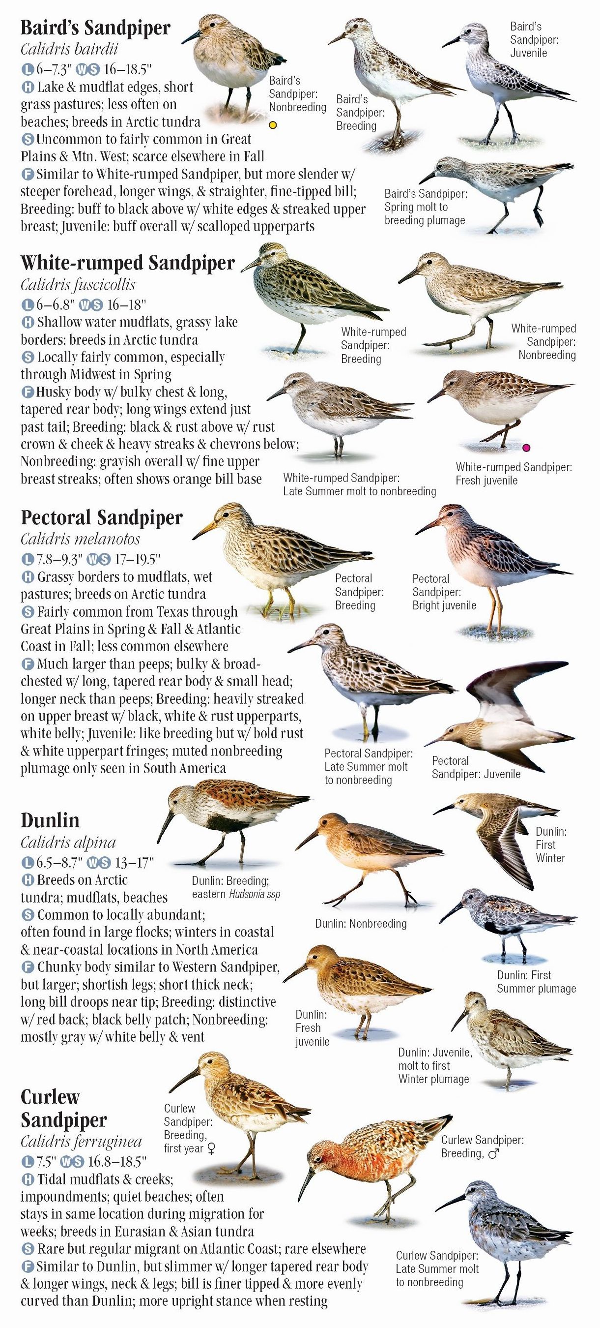 Shorebirds of North America – Quick Reference Publishing Retail