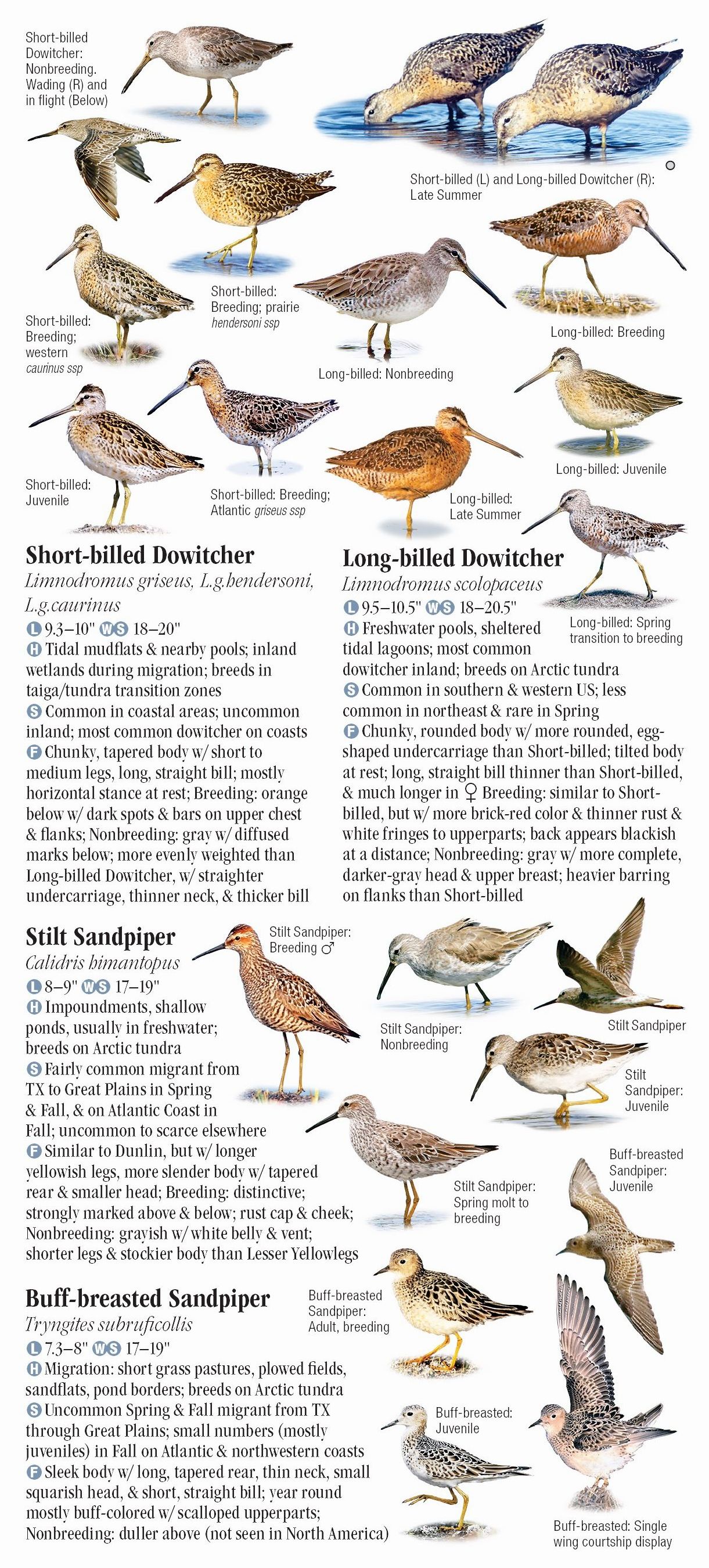 Shorebirds of North America – Quick Reference Publishing Retail