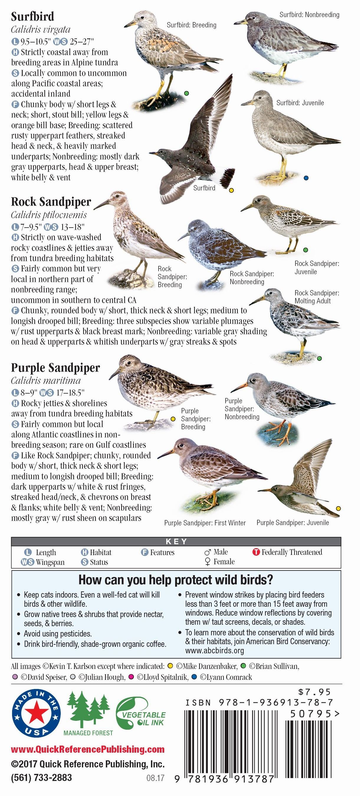 Shorebirds of North America – Quick Reference Publishing Retail