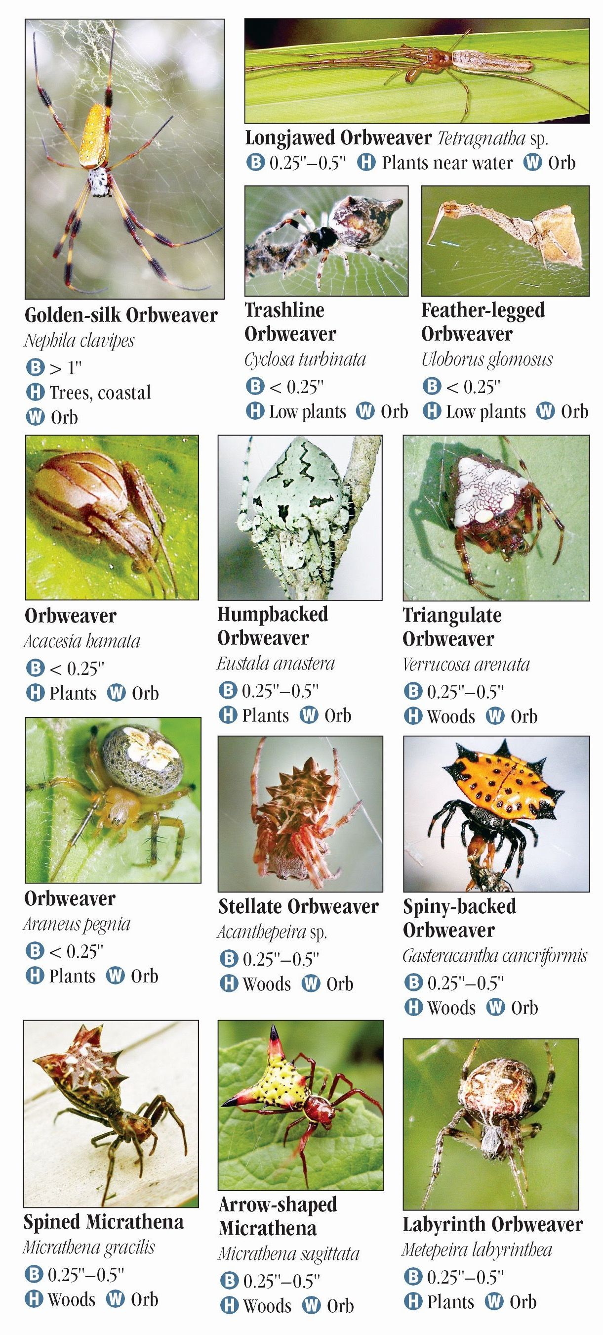 Spiders of Alabama and Mississippi – Quick Reference Publishing Retail