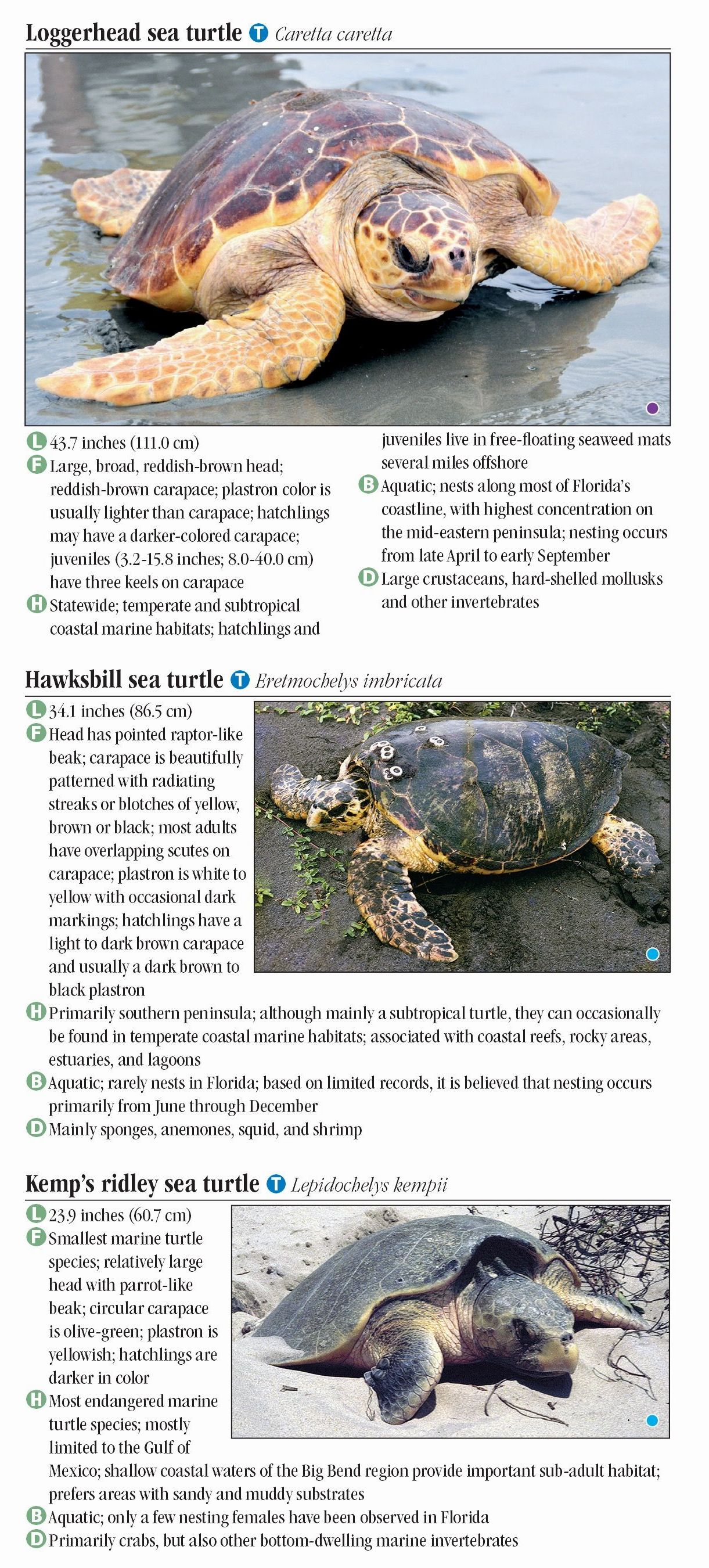 Turtles of Florida – Quick Reference Publishing Retail