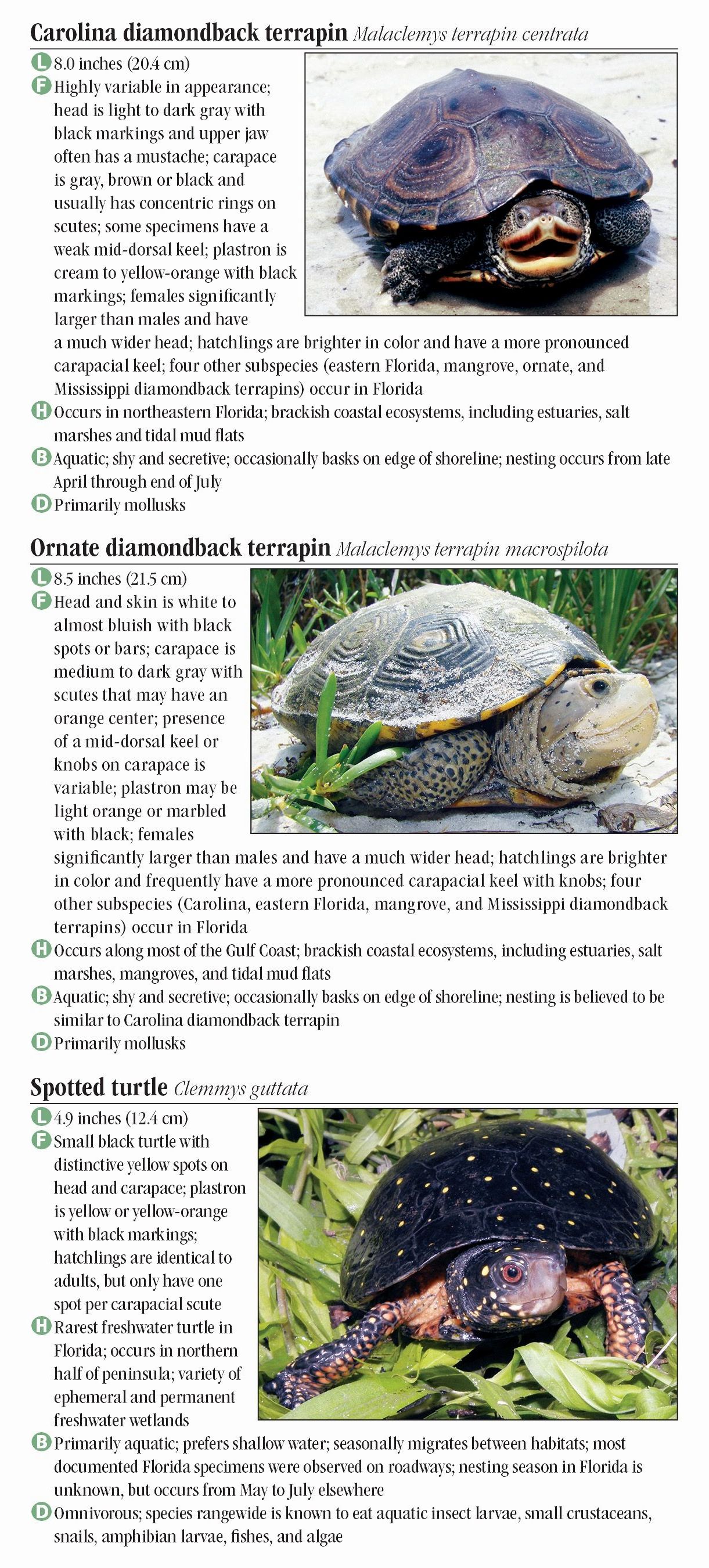 Turtles of Florida – Quick Reference Publishing Retail