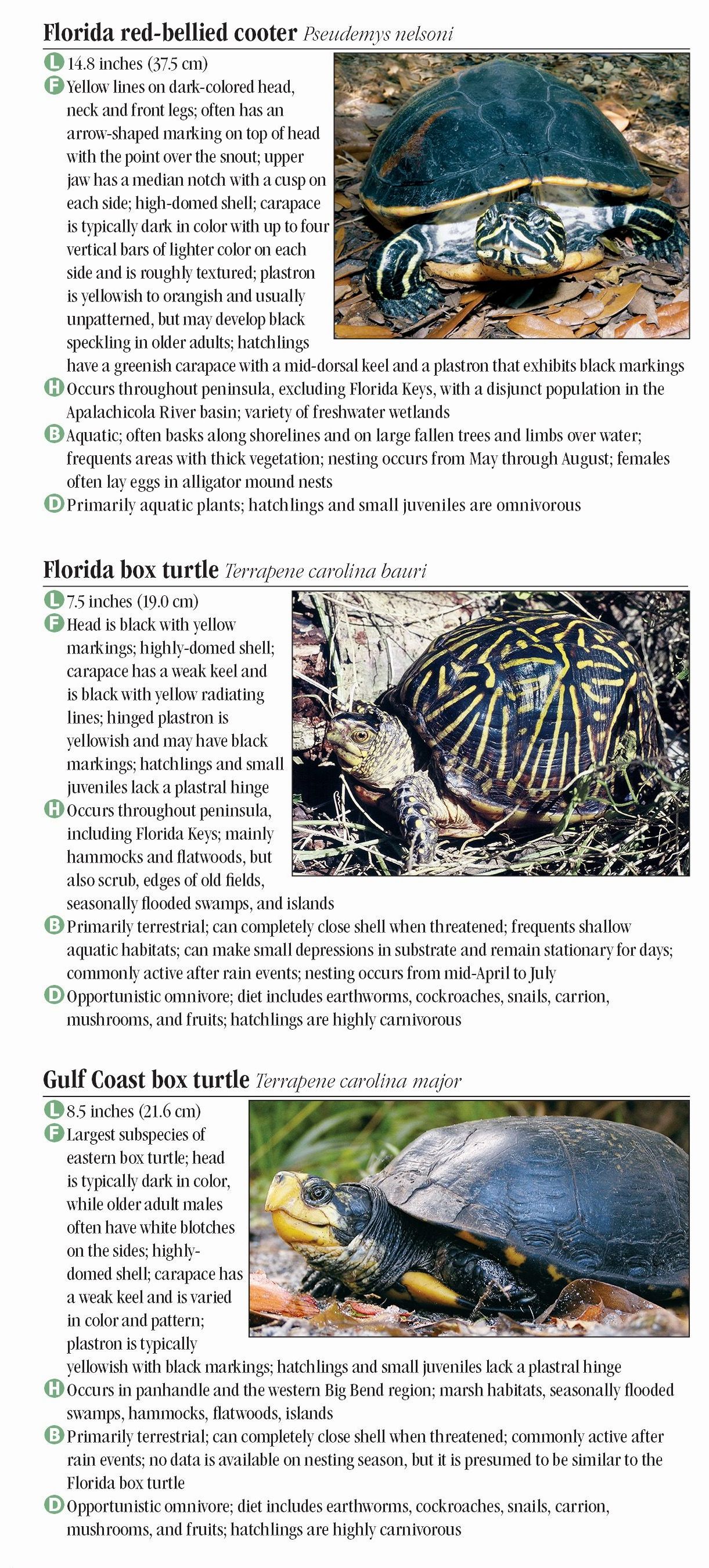 Turtles of Florida – Quick Reference Publishing Retail