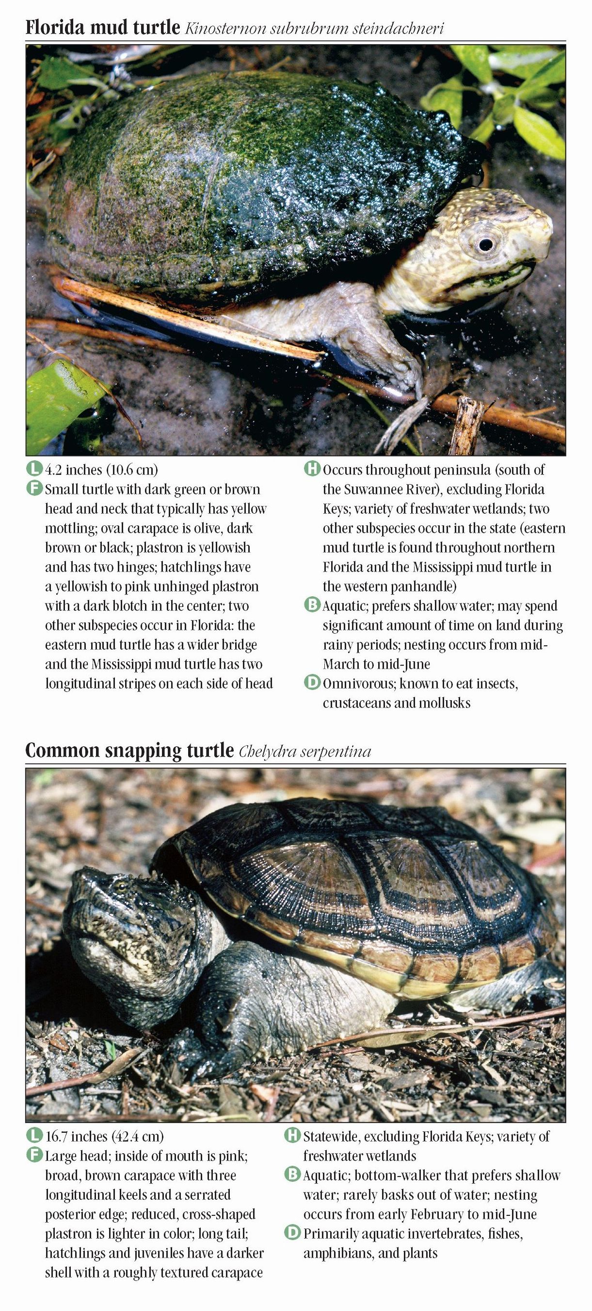 Turtles of Florida – Quick Reference Publishing Retail