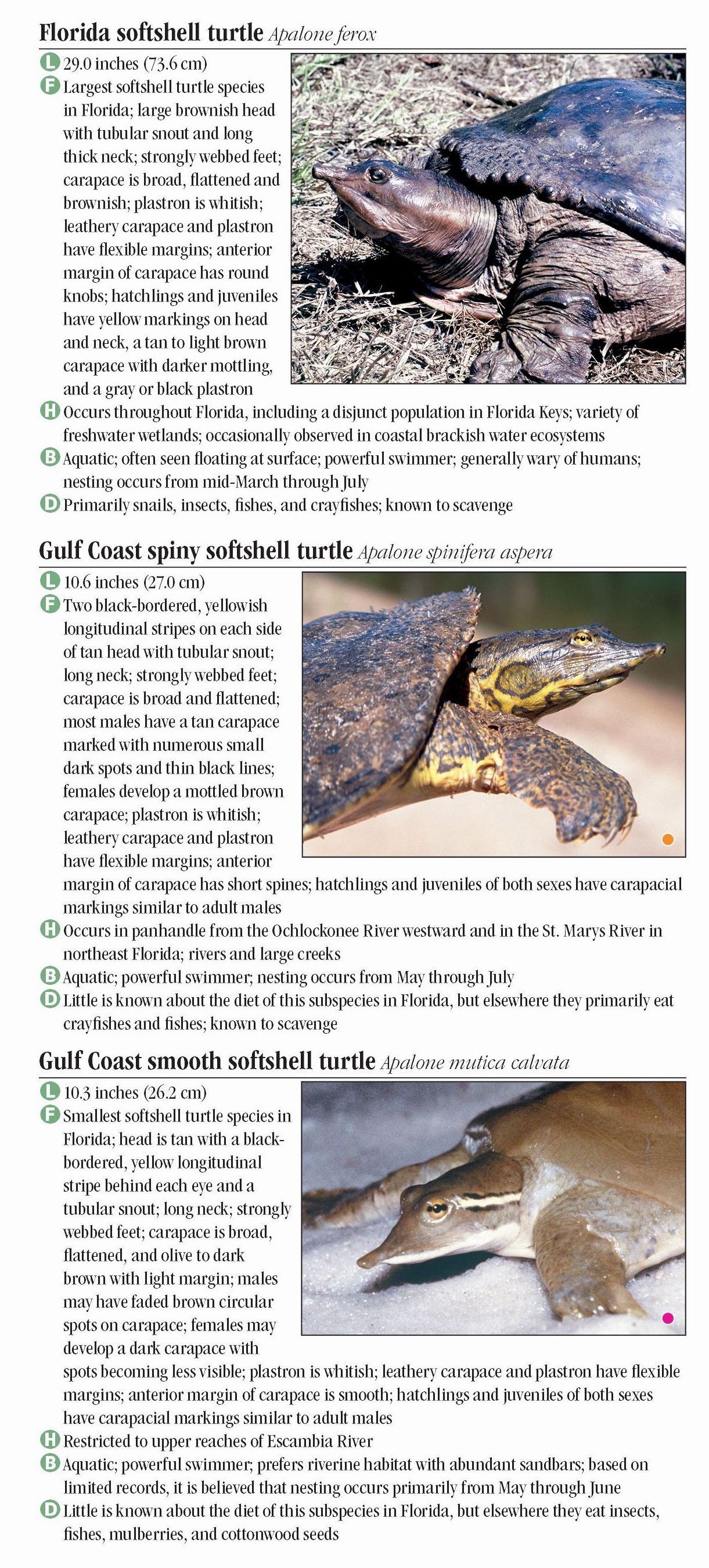 Turtles of Florida – Quick Reference Publishing Retail