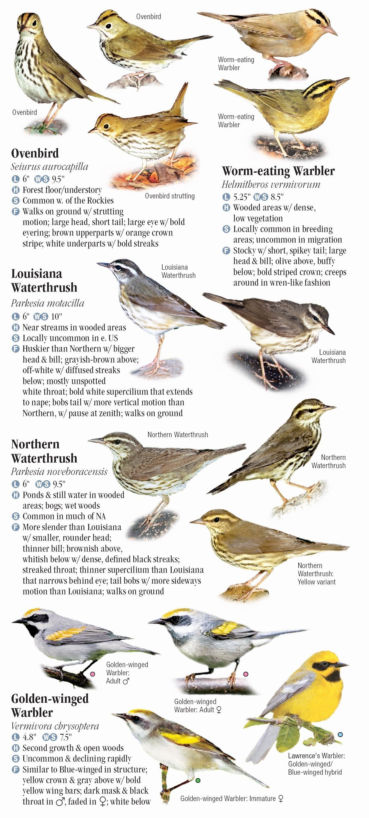 Warblers of North America – Quick Reference Publishing Retail