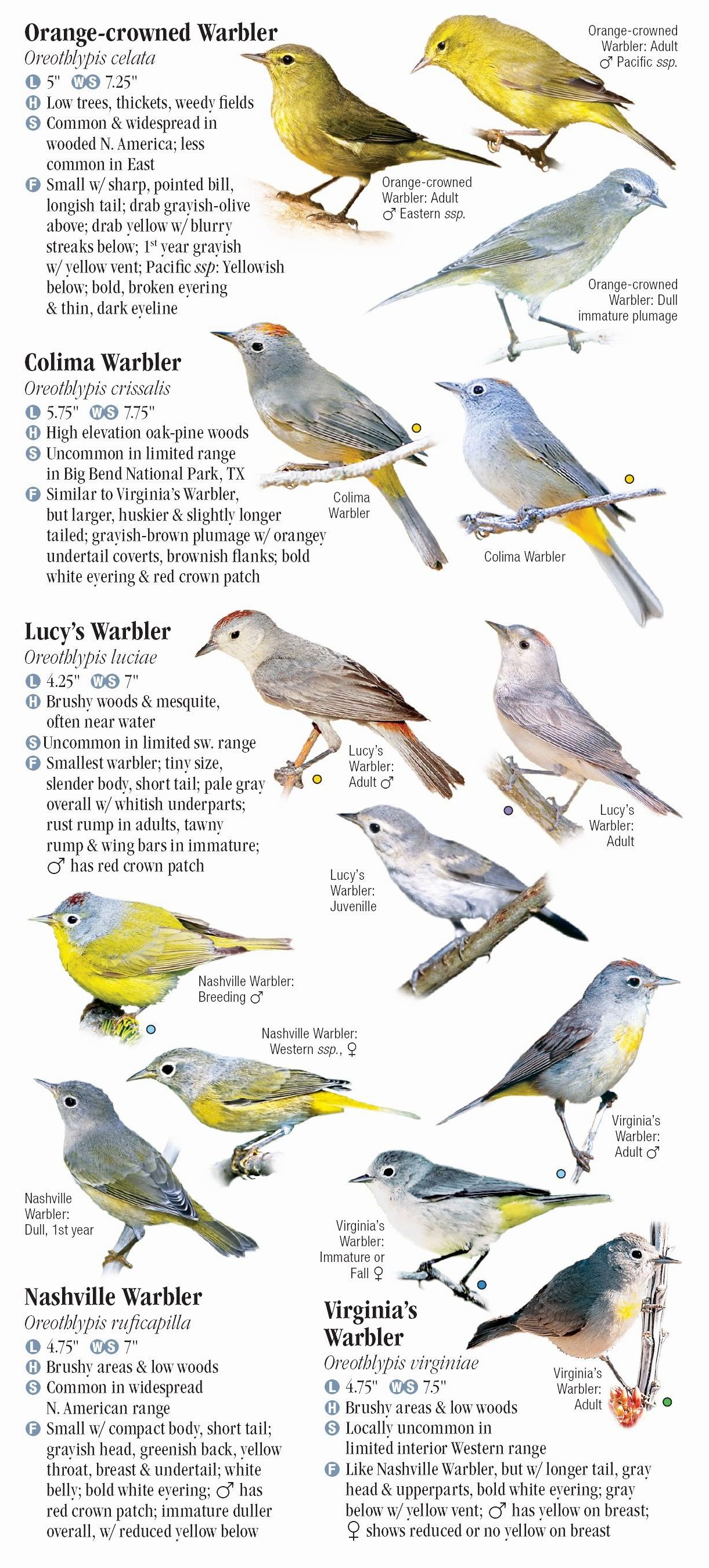 Warblers of North America – Quick Reference Publishing Retail