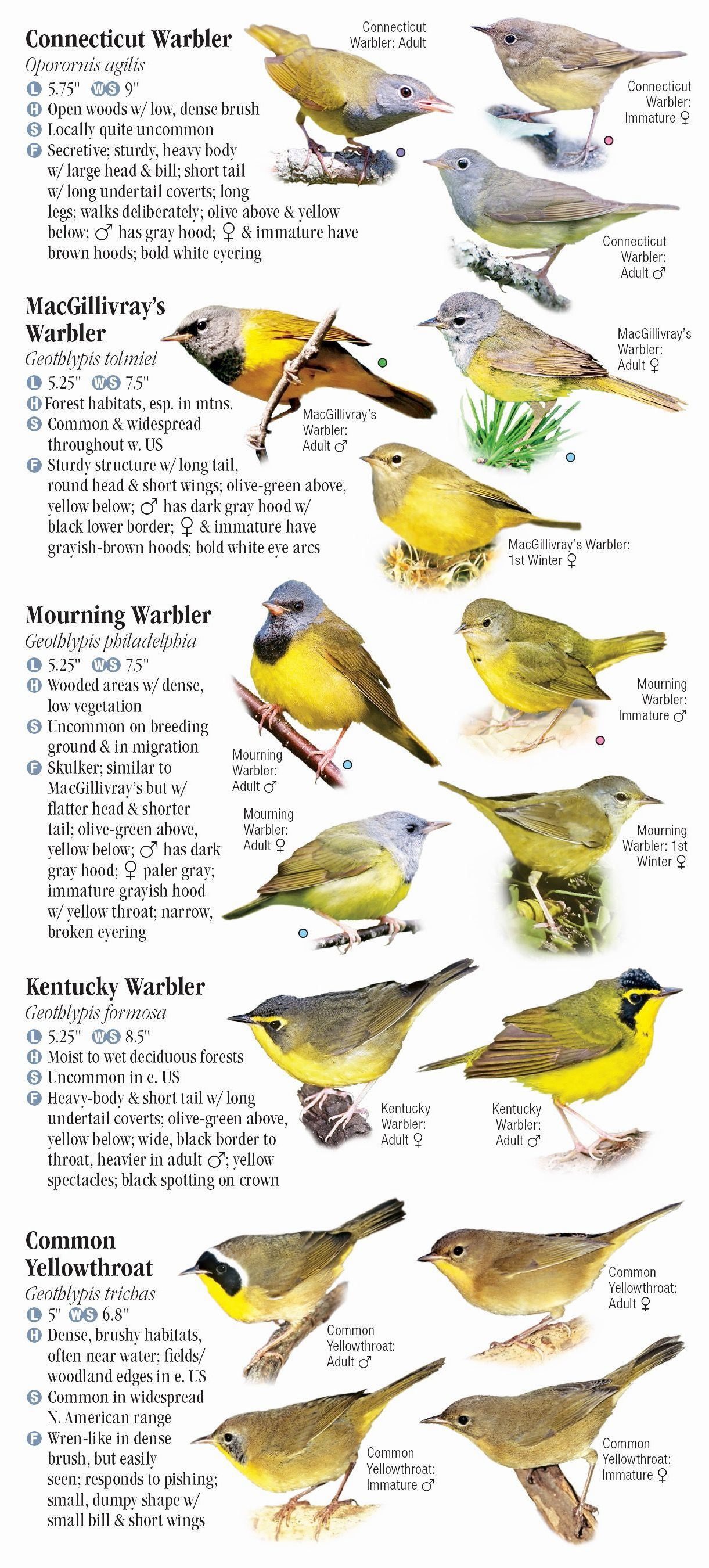 Warblers of North America Quick Reference Publishing Retail