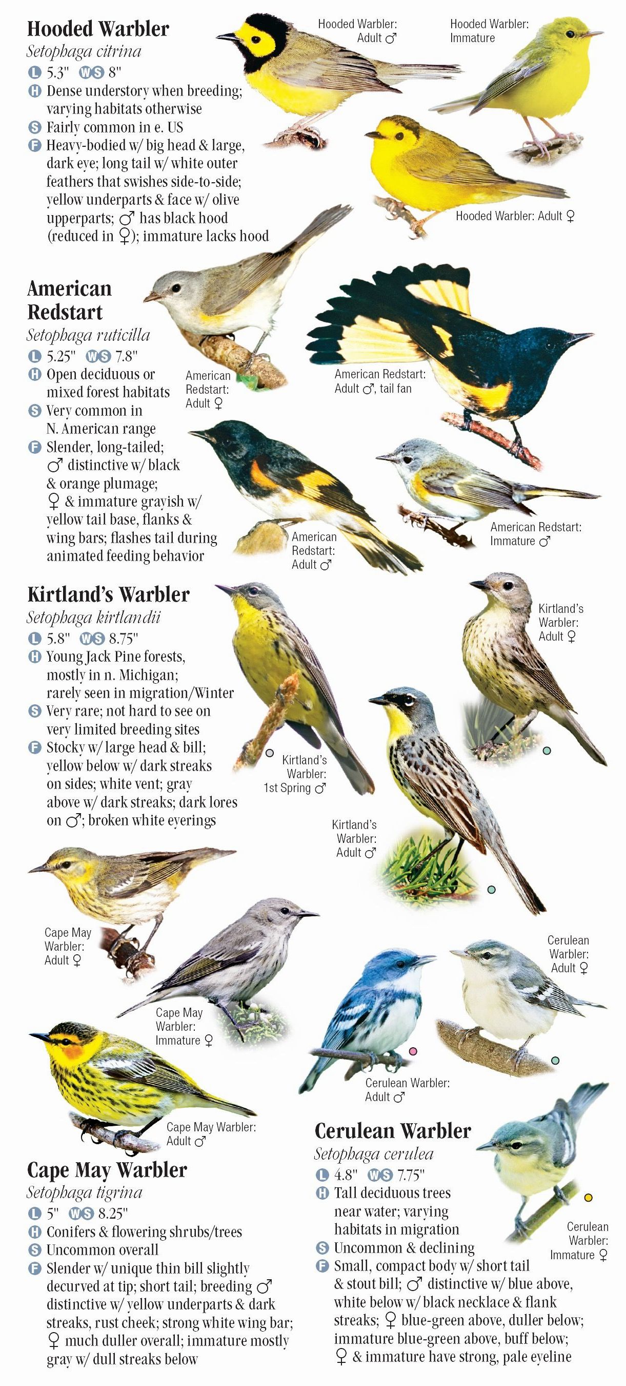 Warblers of North America – Quick Reference Publishing Retail