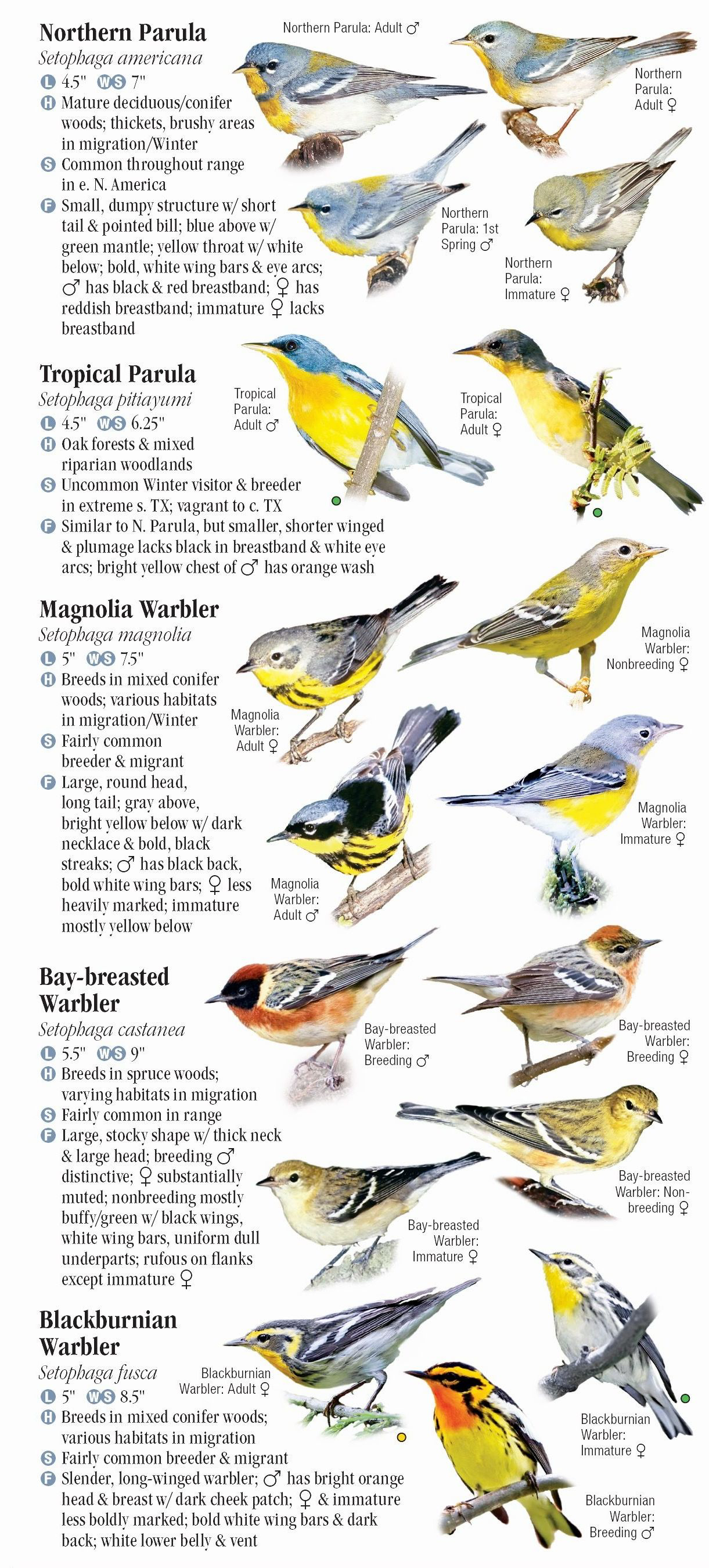 Warblers of North America – Quick Reference Publishing Retail