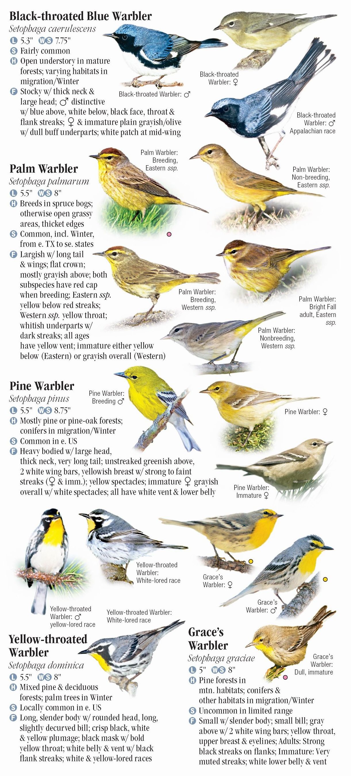 Warblers of North America – Quick Reference Publishing Retail