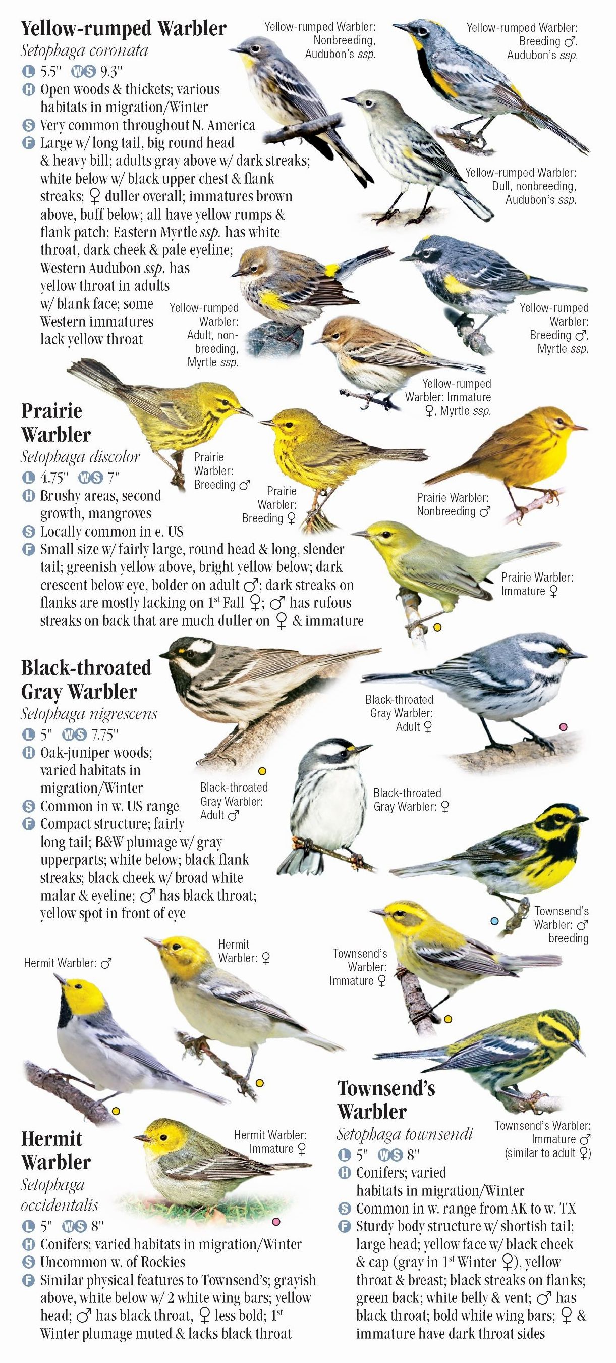 Warblers of North America – Quick Reference Publishing Retail