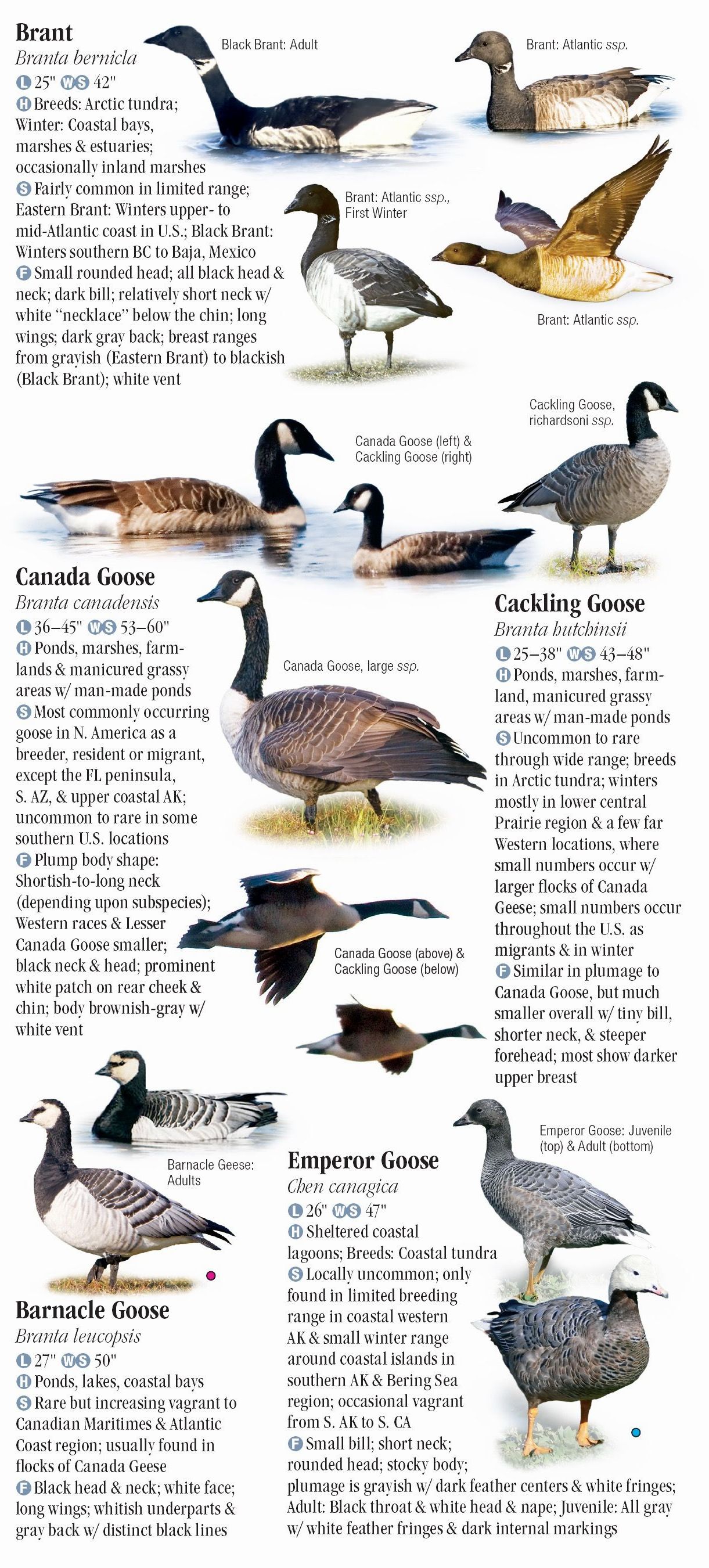 Waterfowl of North America – Quick Reference Publishing Retail