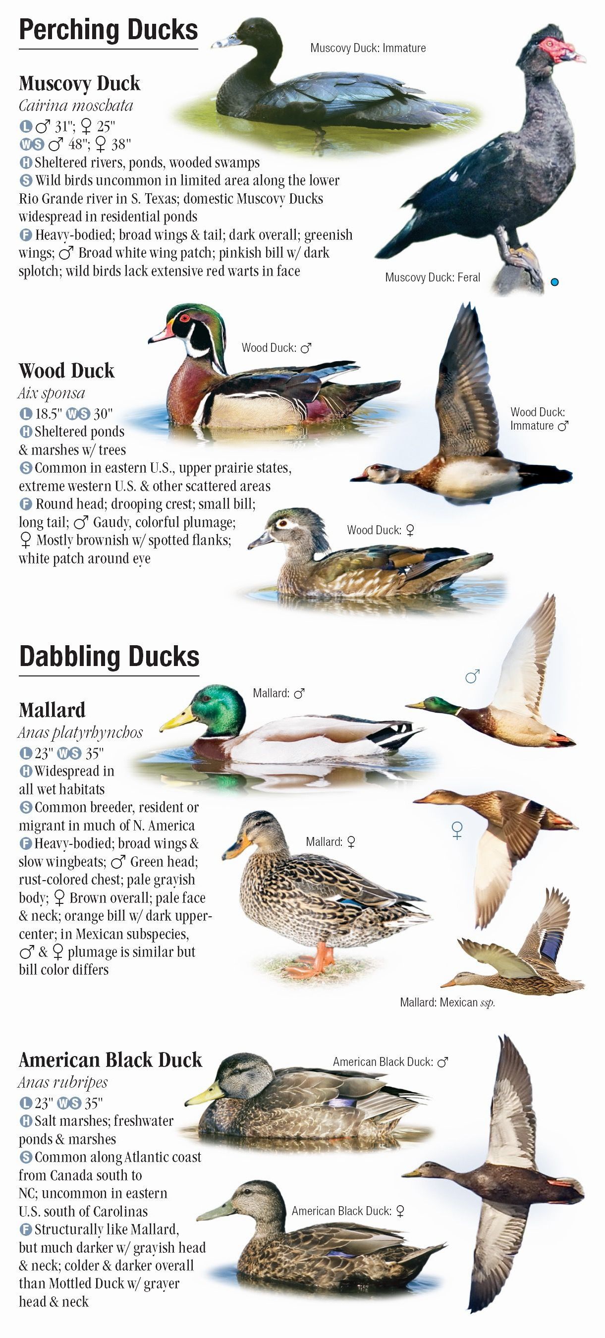 Waterfowl of North America – Quick Reference Publishing Retail