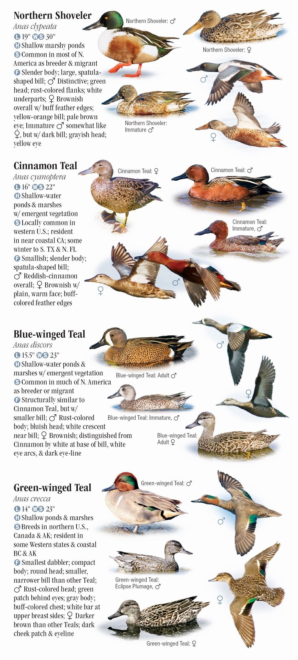 Waterfowl of North America – Quick Reference Publishing Retail