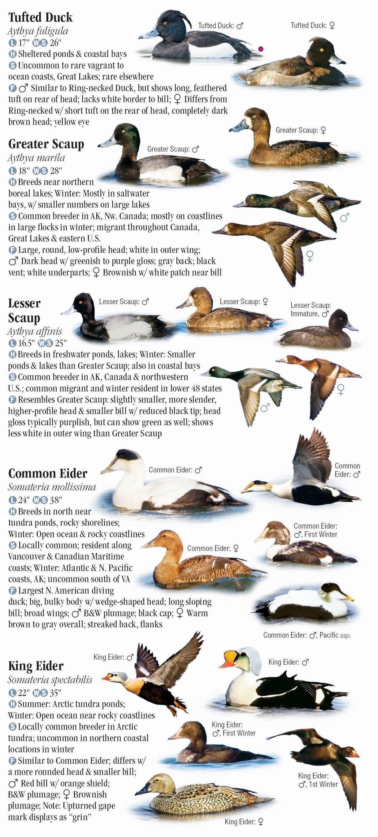 Waterfowl Of North America – Quick Reference Publishing Retail