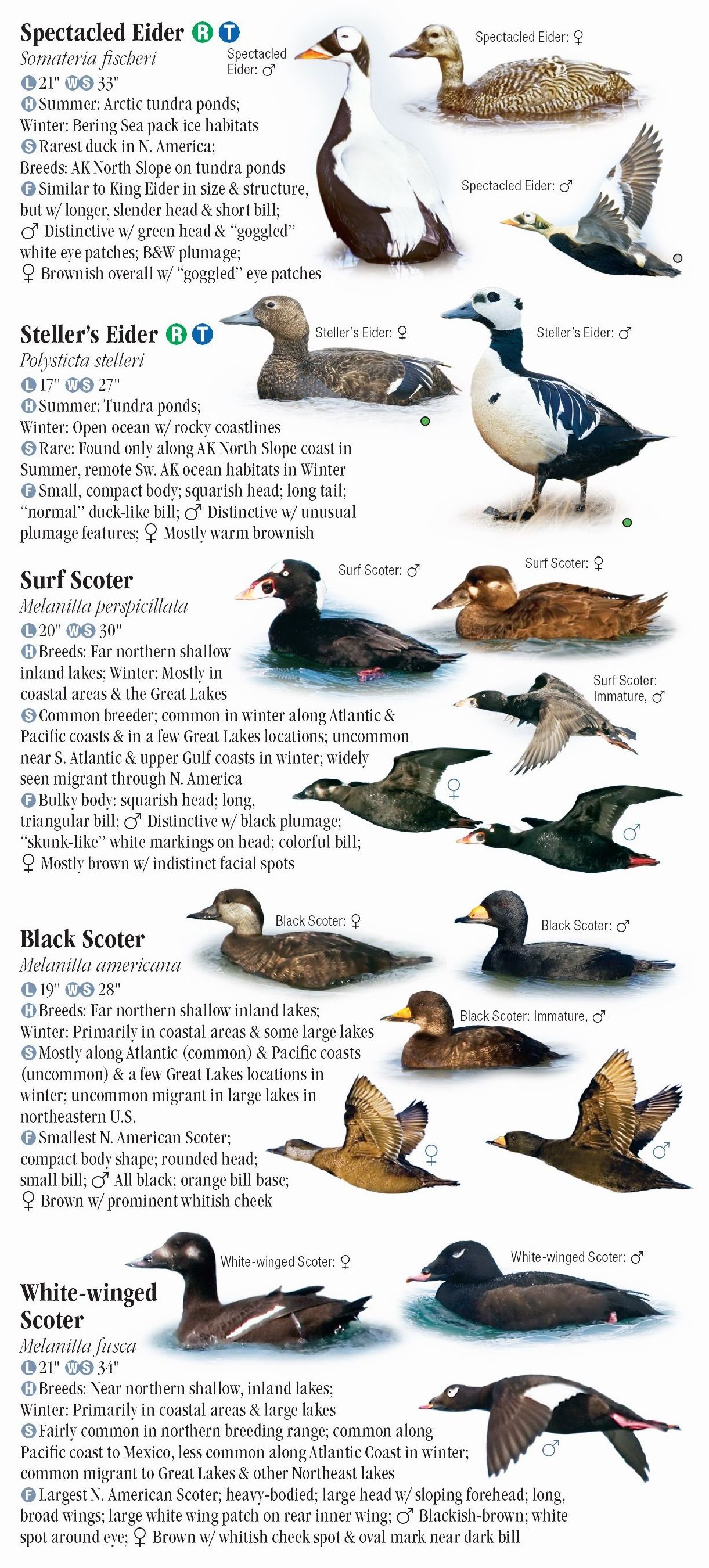 Waterfowl of North America – Quick Reference Publishing Retail