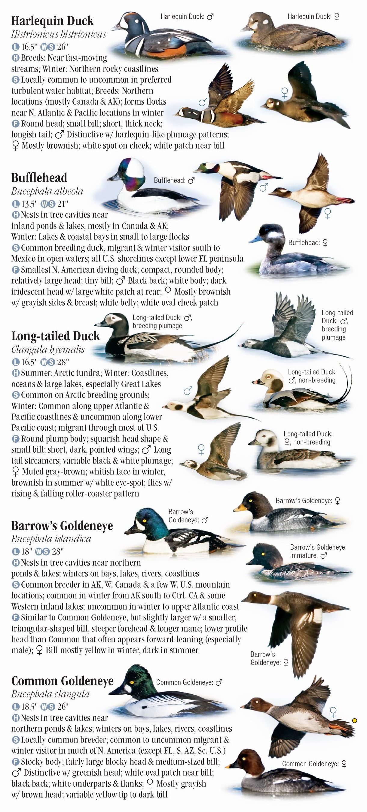 Waterfowl of North America – Quick Reference Publishing Retail