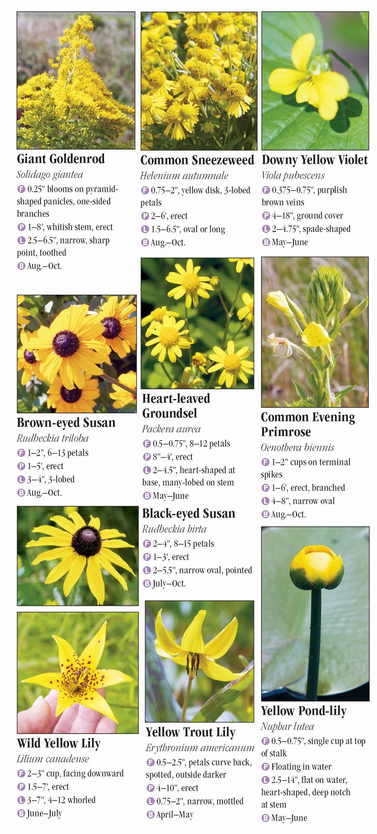 Wildflowers Of The Mid-atlantic States – Quick Reference Publishing Retail