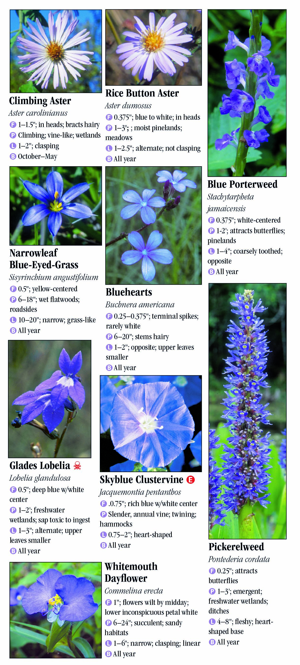 Wildflowers Of Southeast Florida – Quick Reference Publishing Retail