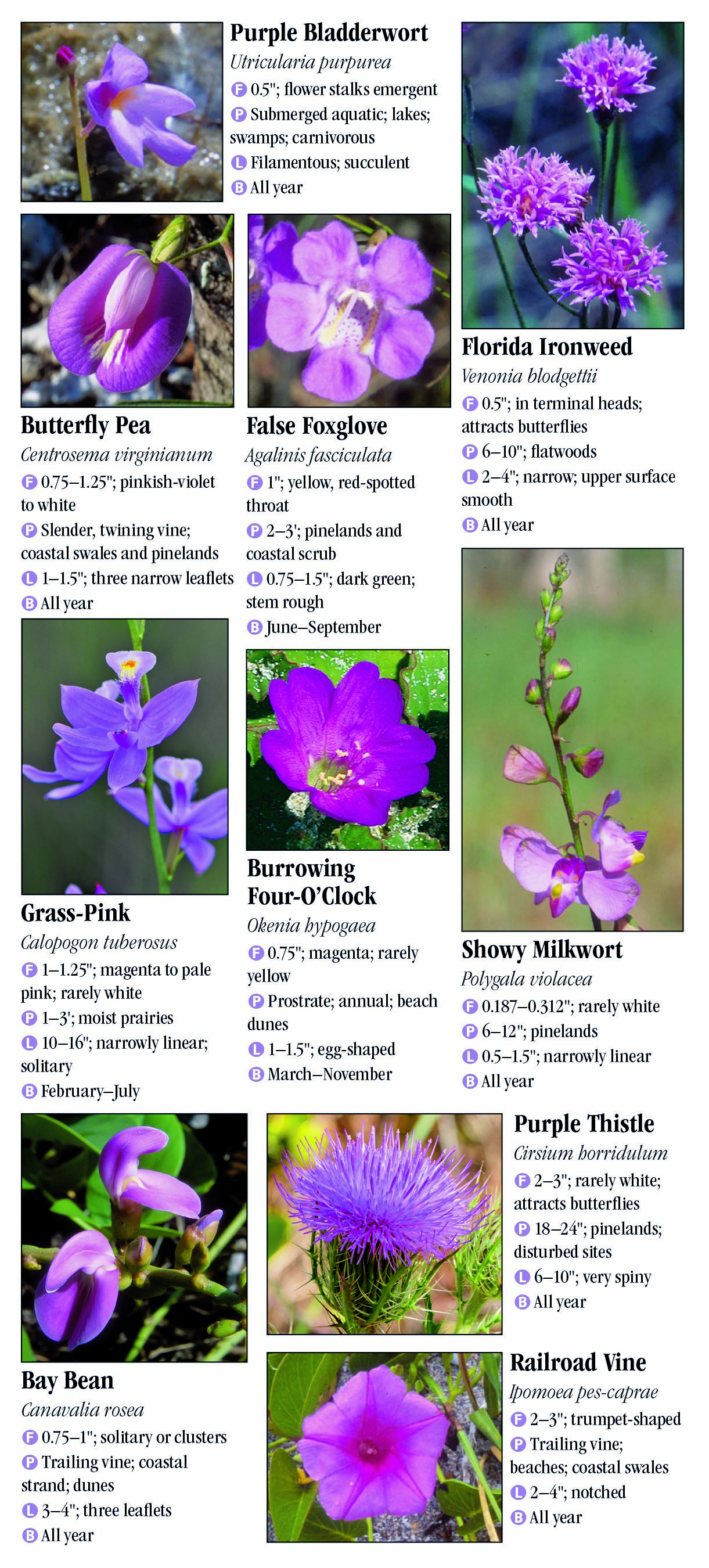 Wildflowers of Southeast Florida – Quick Reference Publishing Retail