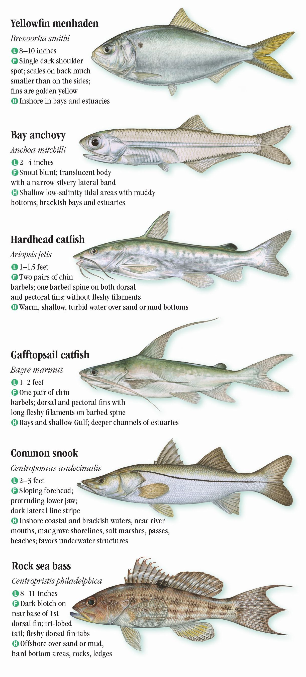 Saltwater Fishes of Florida: Central and Northern Gulf of Mexico ...