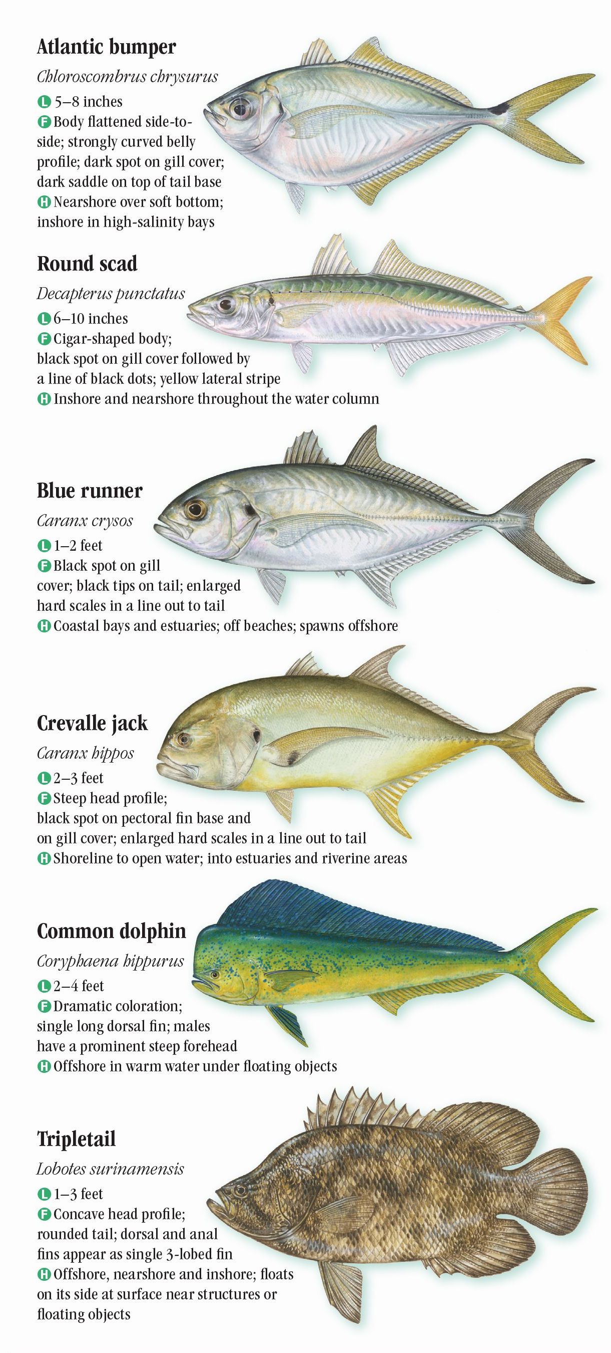 Saltwater Fishes of Florida: Central and Northern Gulf of Mexico ...