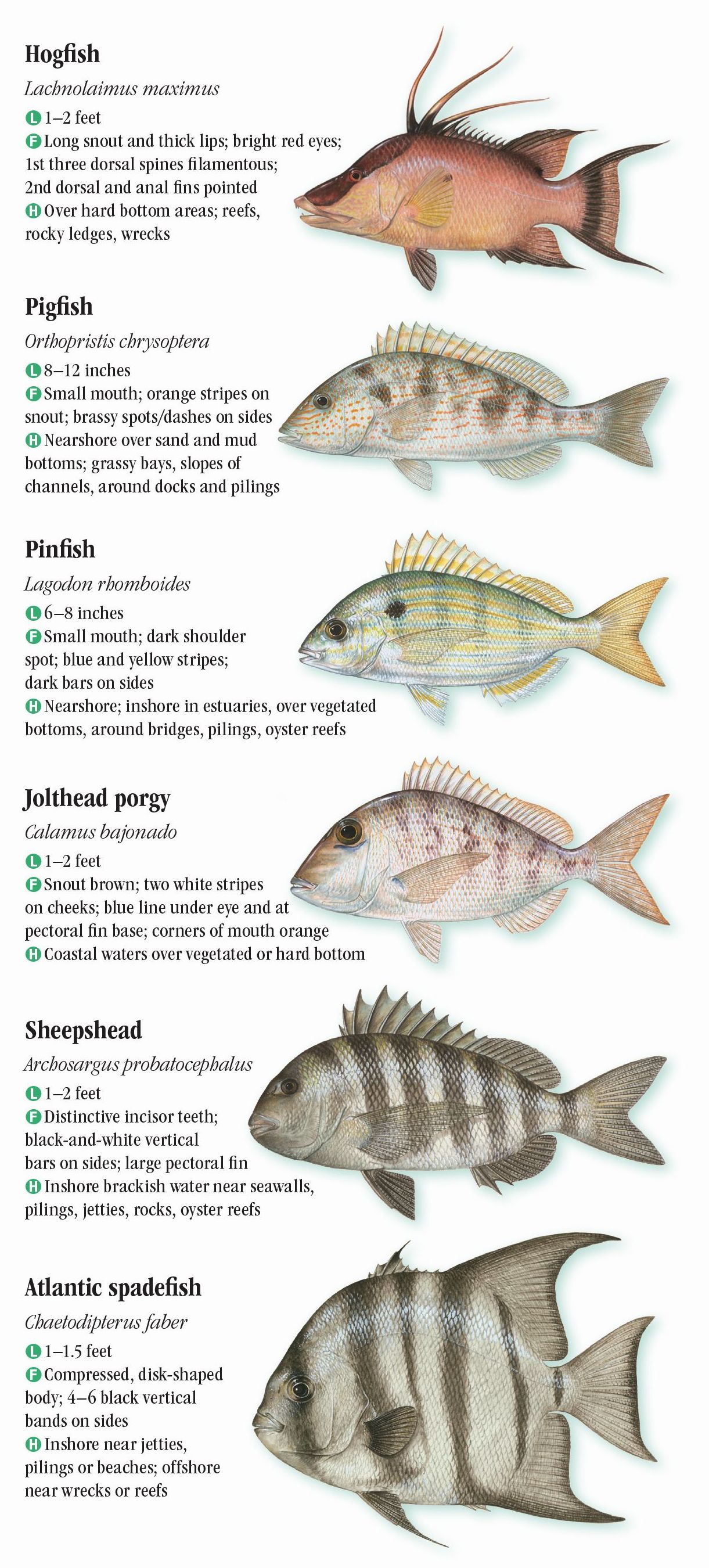 Saltwater Fishes of Florida: Central and Northern Gulf of Mexico ...