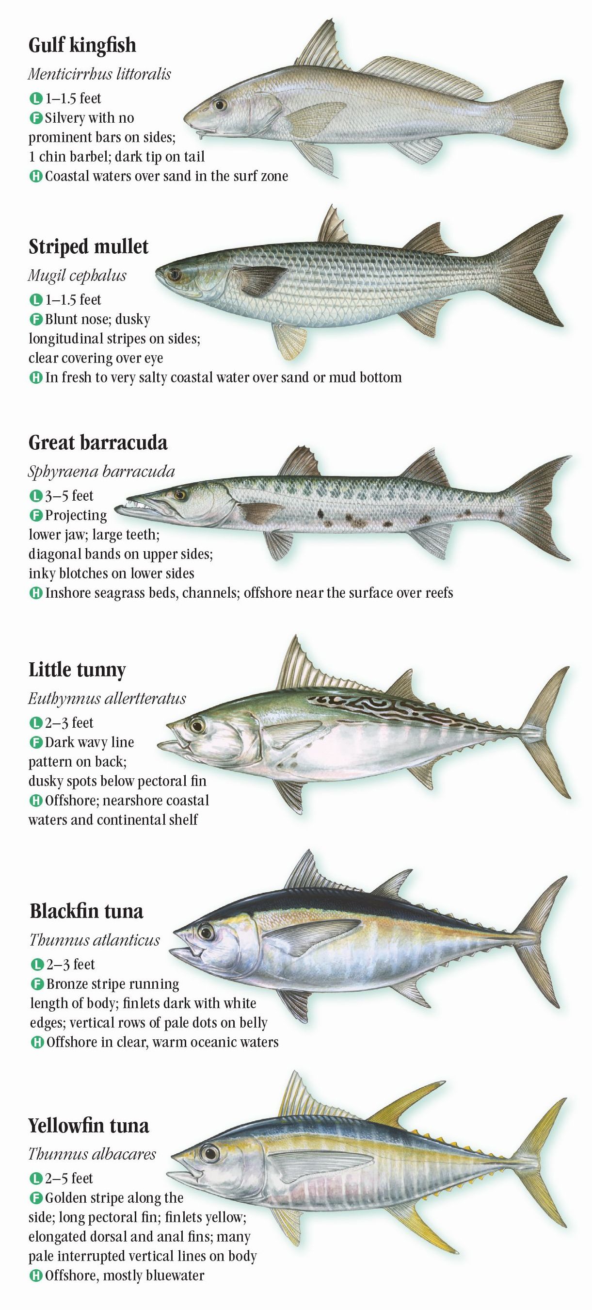 Saltwater Fishes of Florida: Central and Northern Gulf of Mexico ...