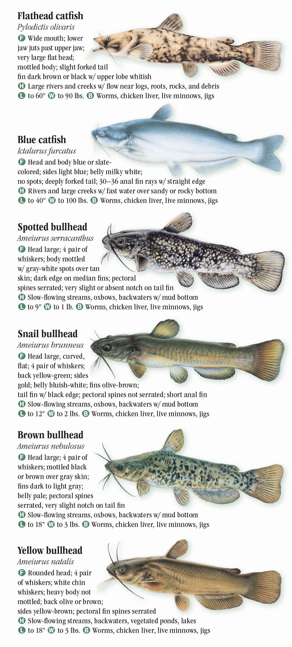 Freshwater Fishes of Florida – Quick Reference Publishing Retail